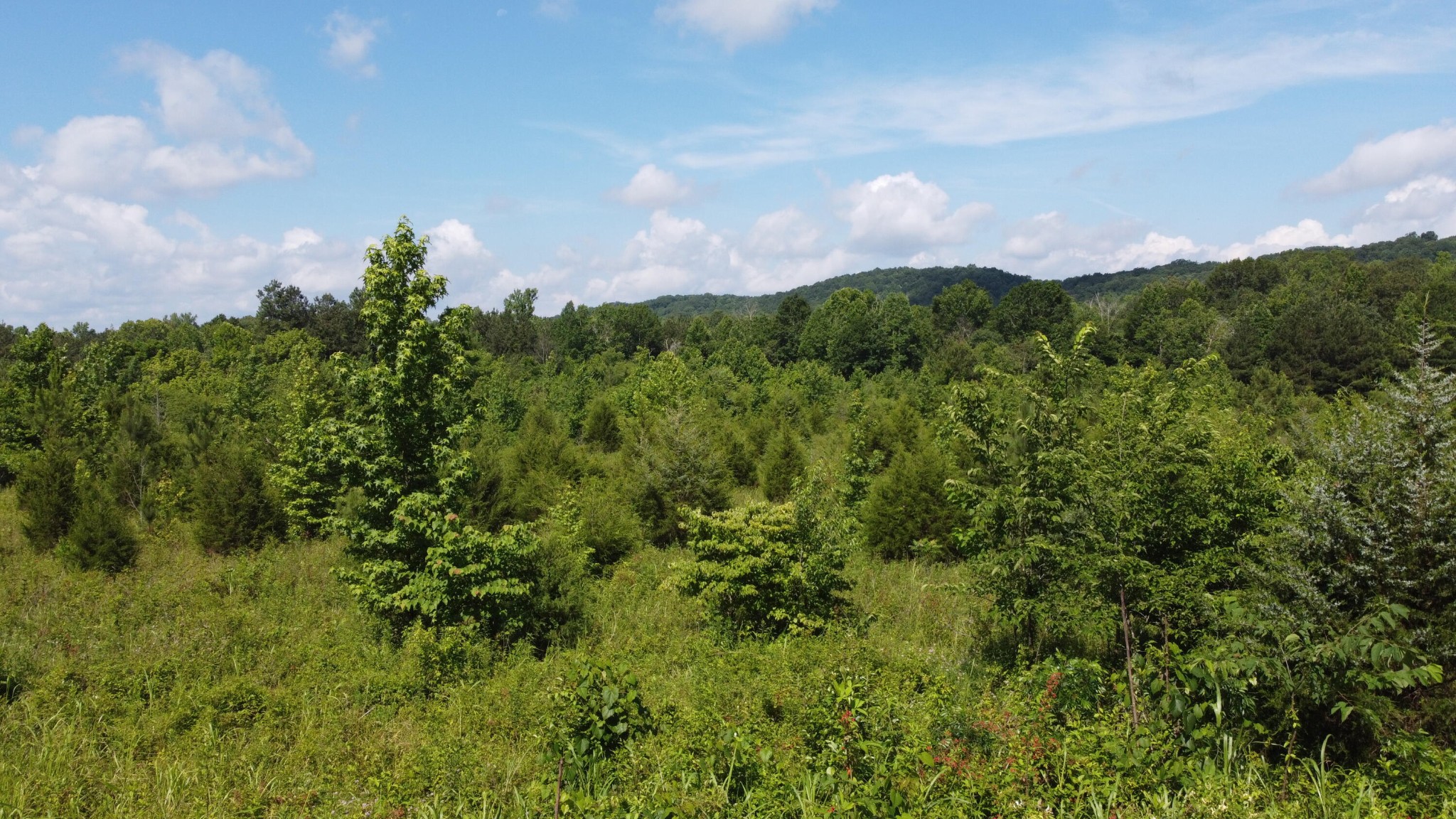 460 Buckner Road Philadelphia, TN 37846 - Photo 3 of 11 a view of a city with lush green forest