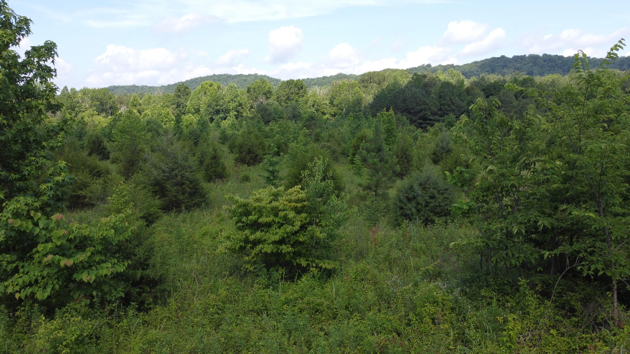 460 Buckner Road Philadelphia, TN 37846 - Photo 8 of 11 a view of a lush green forest with trees in the background