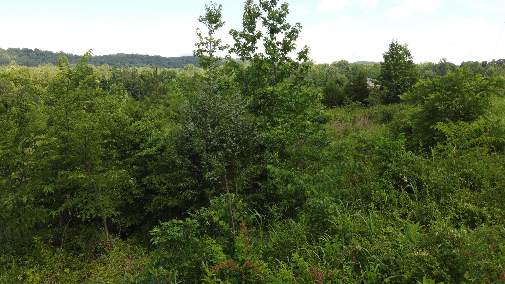 460 Buckner Road Philadelphia, TN 37846 - Photo 9 of 11 a view of a lush green forest with trees in the background