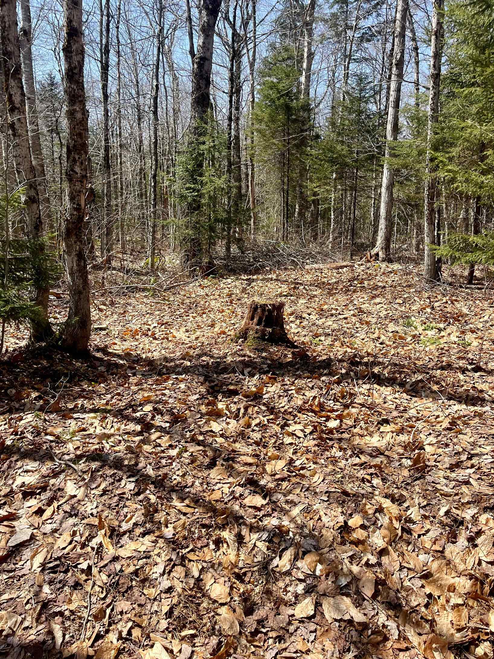 0 Oberdorf Road, Unit LOT 276 Readsboro, VT 05350 - Photo 2 of 7