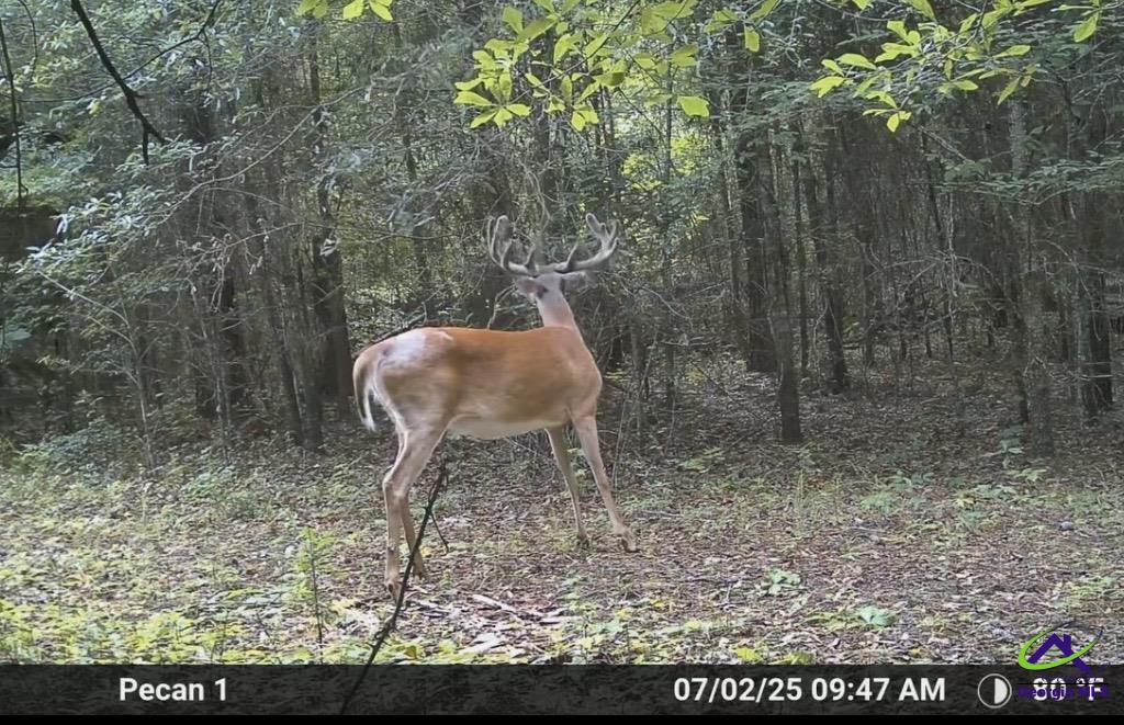 9036 Bullard Road Dry Branch, GA 31020 - Photo 42 of 72
