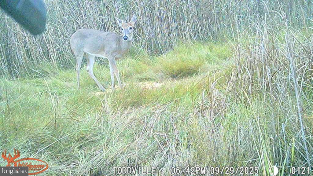 2707 Toddville Road Toddville, MD 21672 - Photo 20 of 49