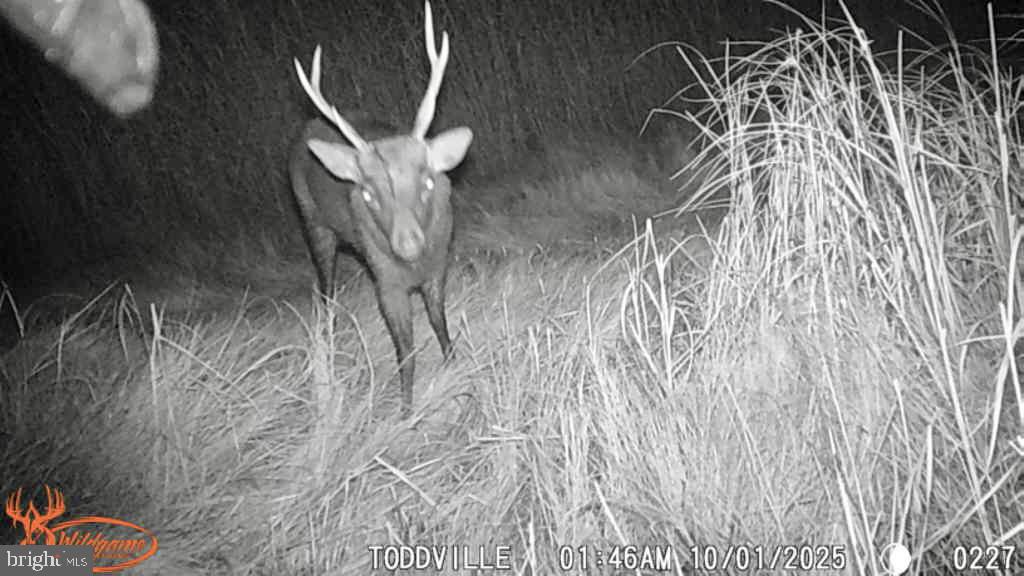 2707 Toddville Road Toddville, MD 21672 - Photo 34 of 49