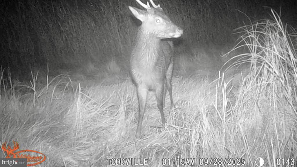 2707 Toddville Road Toddville, MD 21672 - Photo 35 of 49