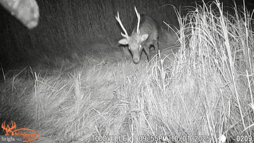 2707 Toddville Road Toddville, MD 21672 - Photo 41 of 49