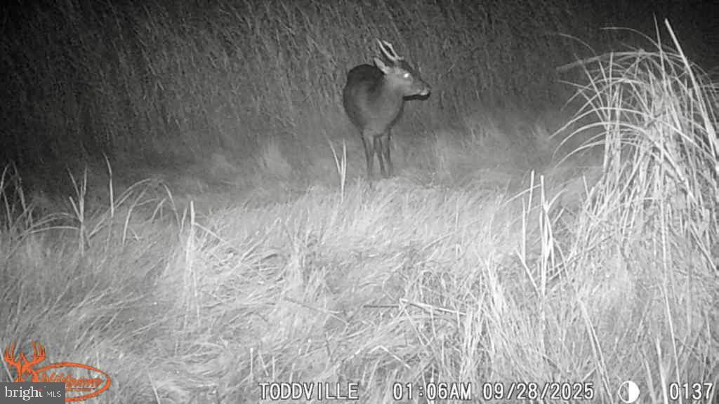 2707 Toddville Road Toddville, MD 21672 - Photo 43 of 49