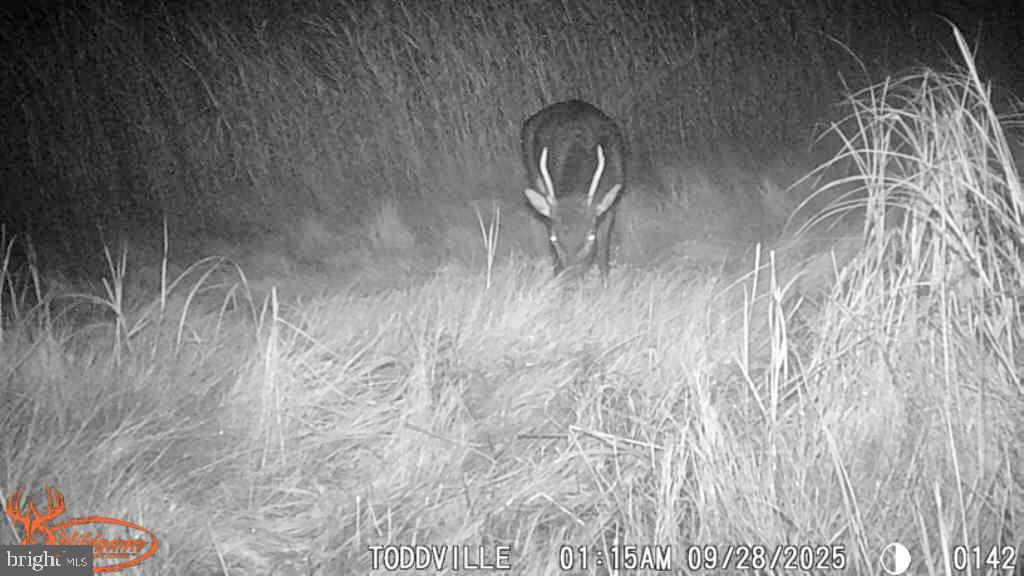 2707 Toddville Road Toddville, MD 21672 - Photo 44 of 49