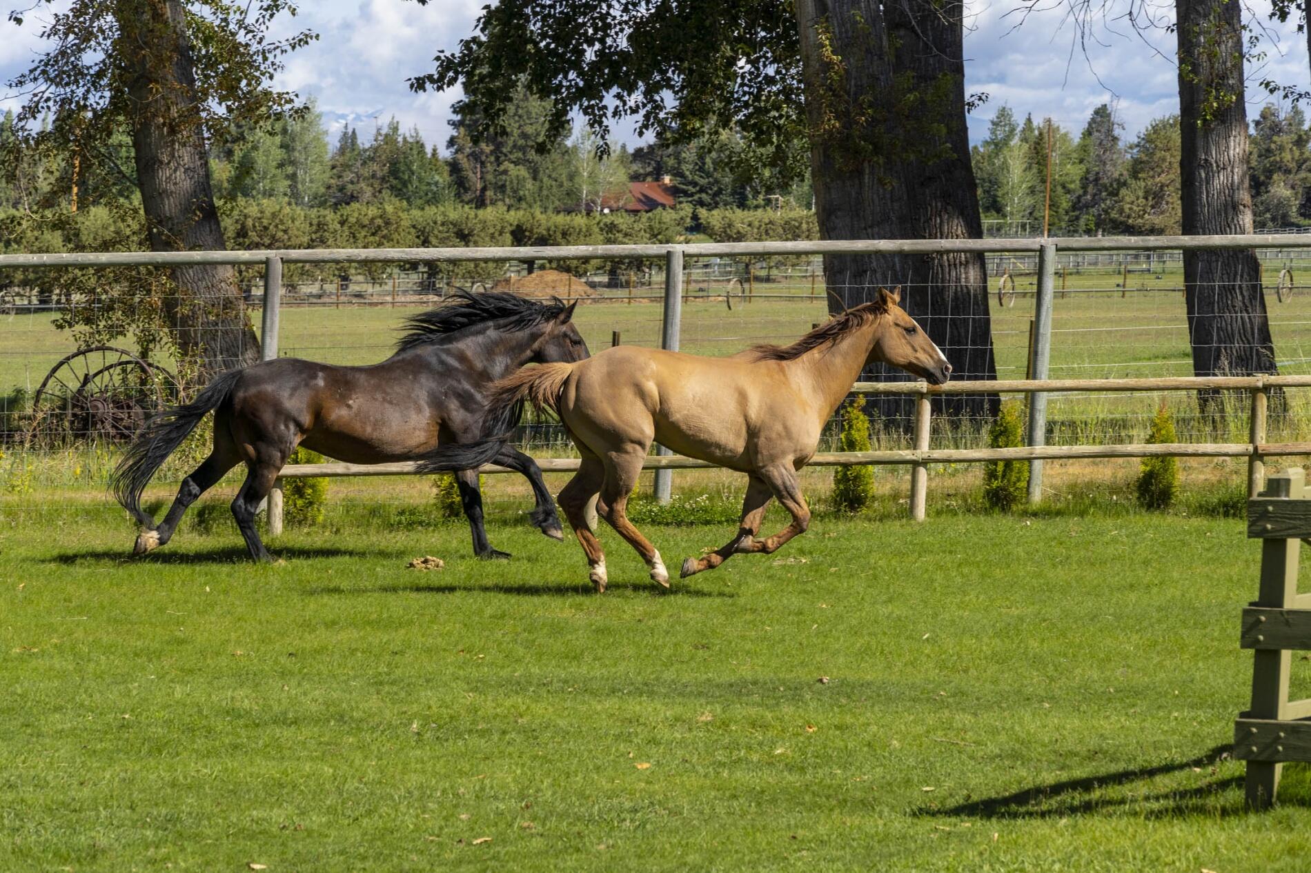 18430 Walton Road Bend, OR 97703 - Photo 8 of 50 batch_7. Walton horses galloping