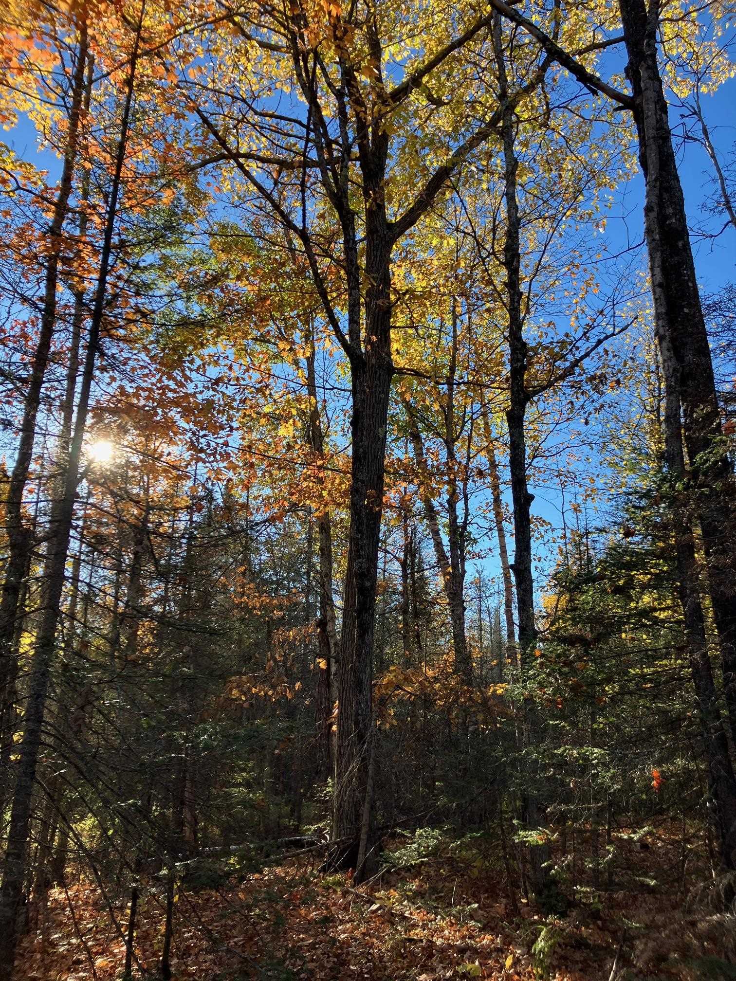 View of wooded area