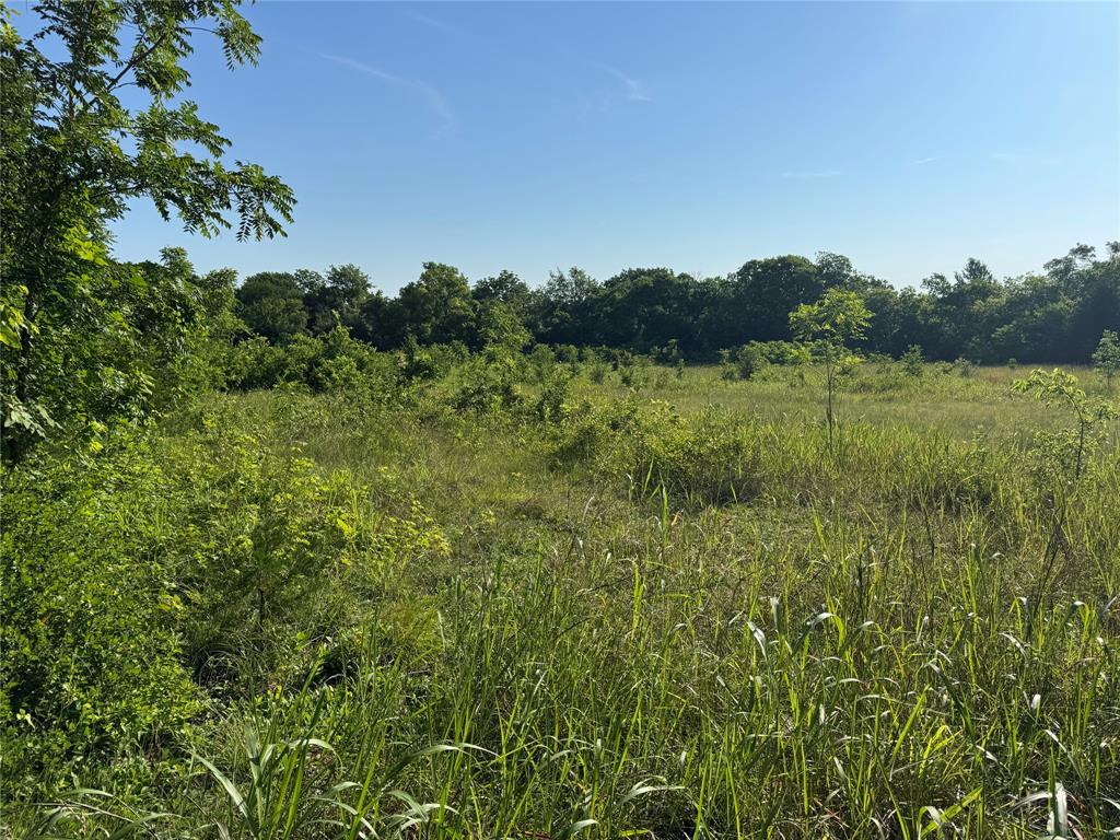 Tbd Ball Road Whitewright, TX 75491 - Photo 2 of 18 Expansive grassy field surrounded by mature trees under a clear blue sky