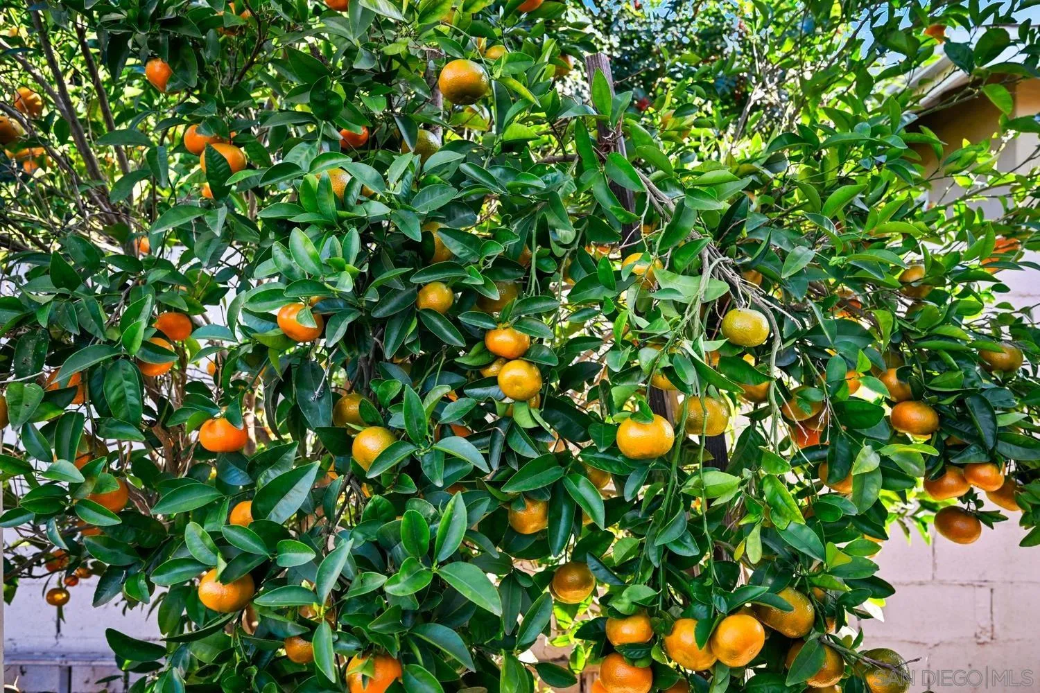 720 Fern Street Escondido, CA 92027 - Photo 27 of 28