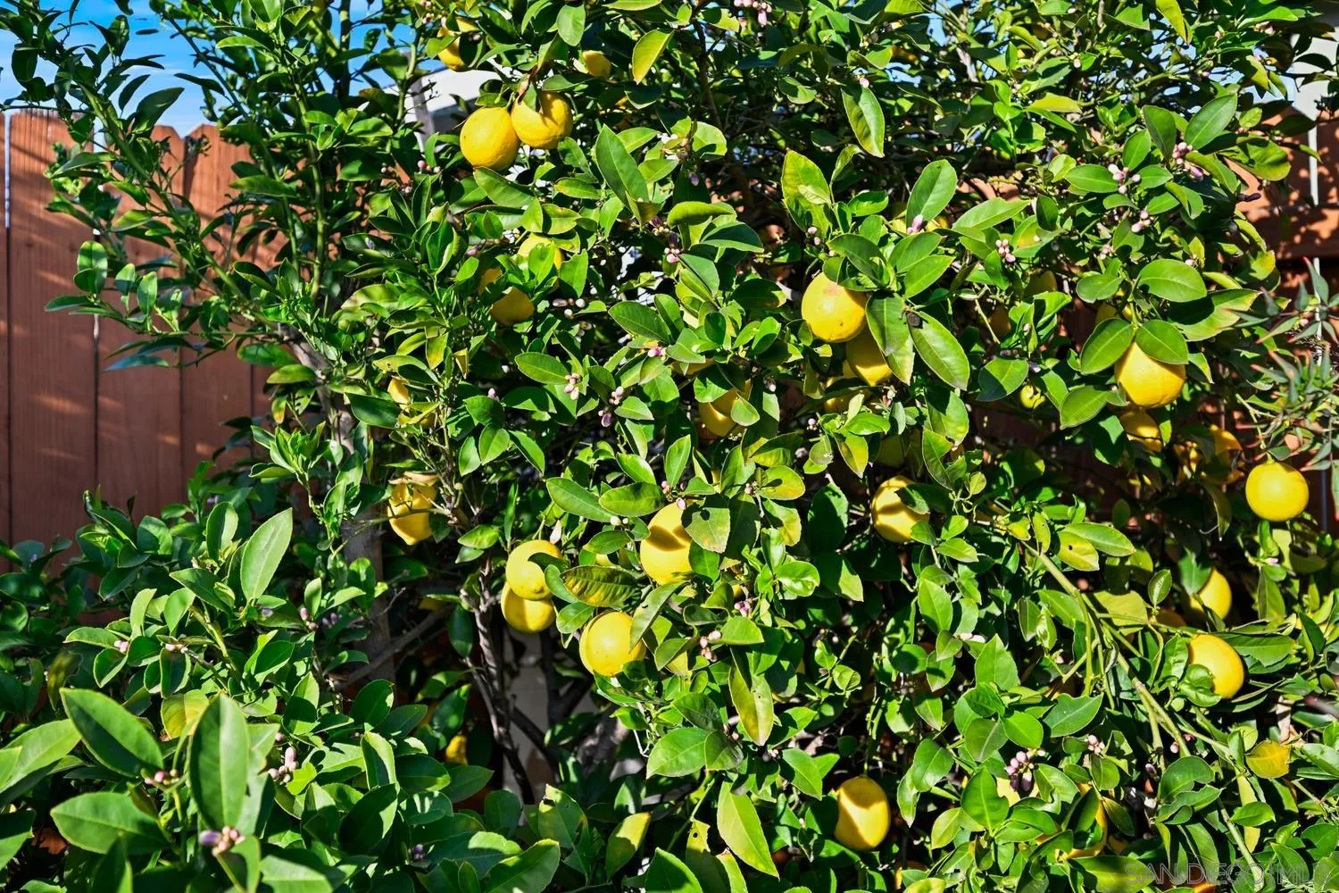 720 Fern Street Escondido, CA 92027 - Photo 28 of 28