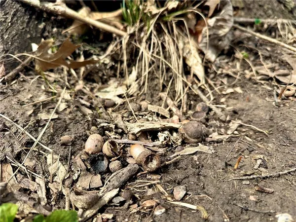 $190,000 | 401 Northwest Nw Road, Chilhowee, MO 64733