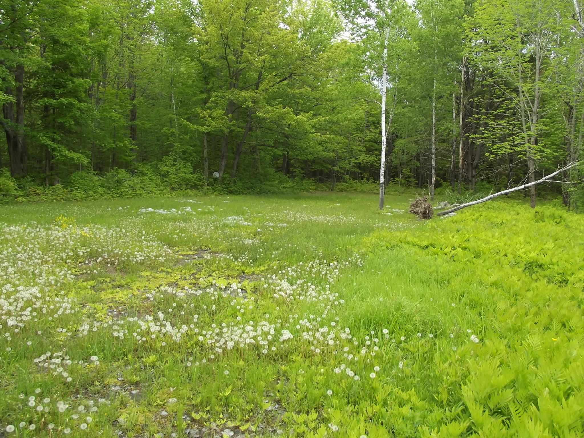1169 Seboeis Road Howland, ME 04448 - Photo 8 of 19 DSCF7041