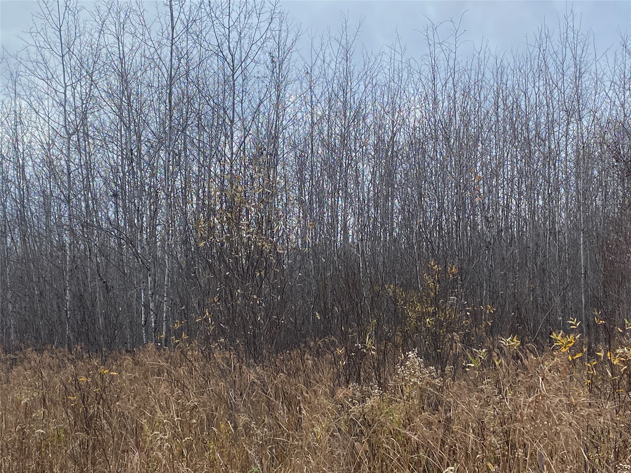 Near Timber Road Catawba, WI 54515 - Photo 5 of 7