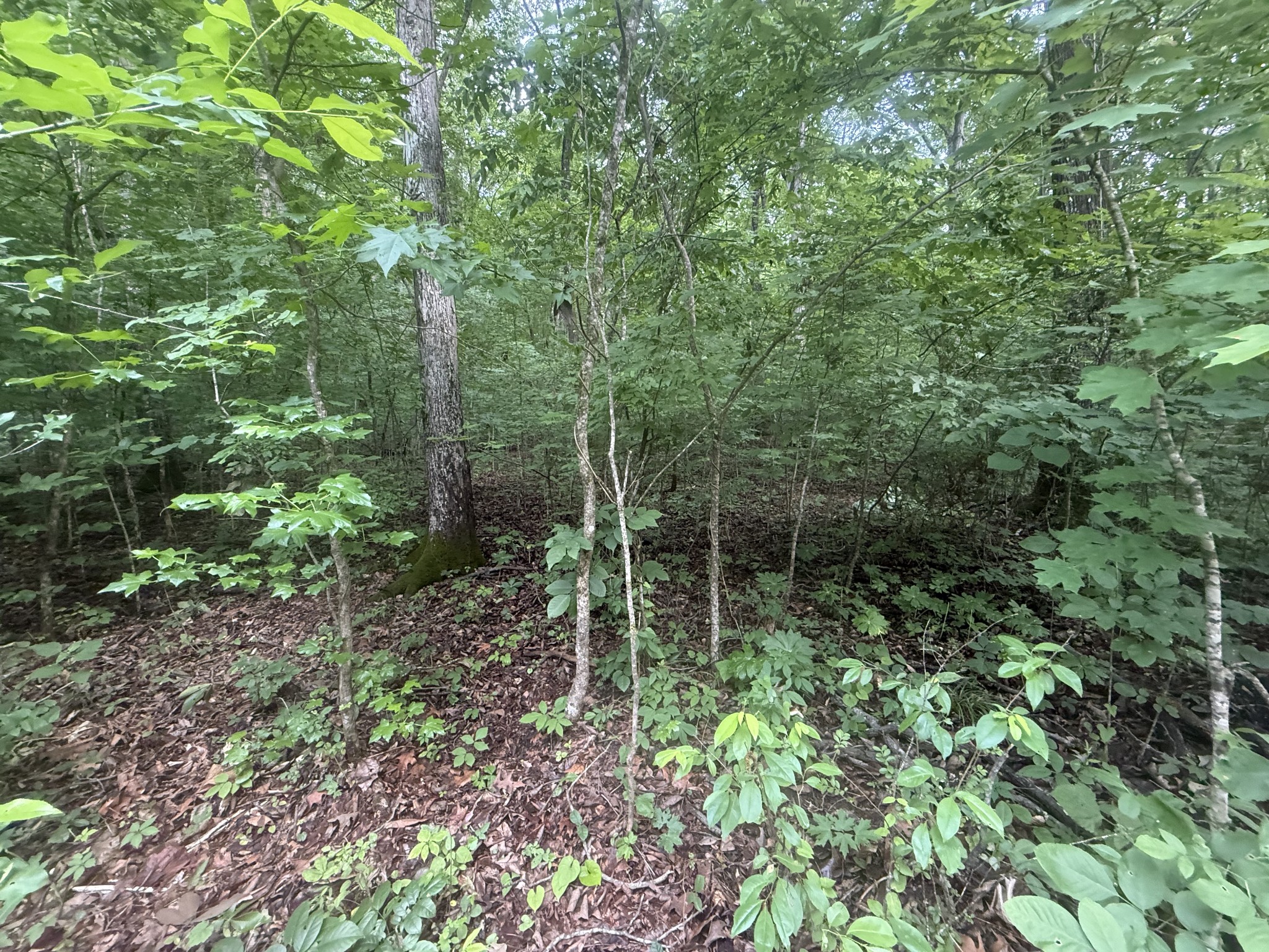 0 Caney Branch Road Stewart, TN 37175 - Photo 2 of 7 a view of forest