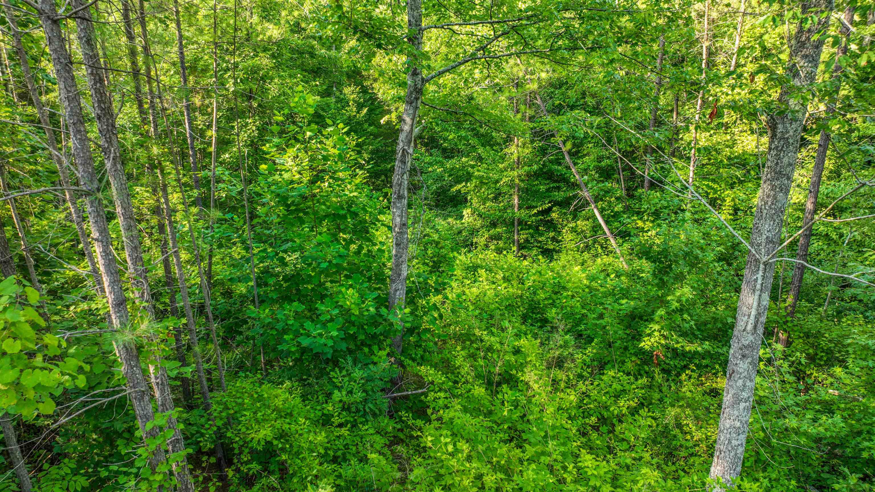 Parkburg Road Jackson, TN 38301 - Photo 11 of 16 a view of a lush green forest