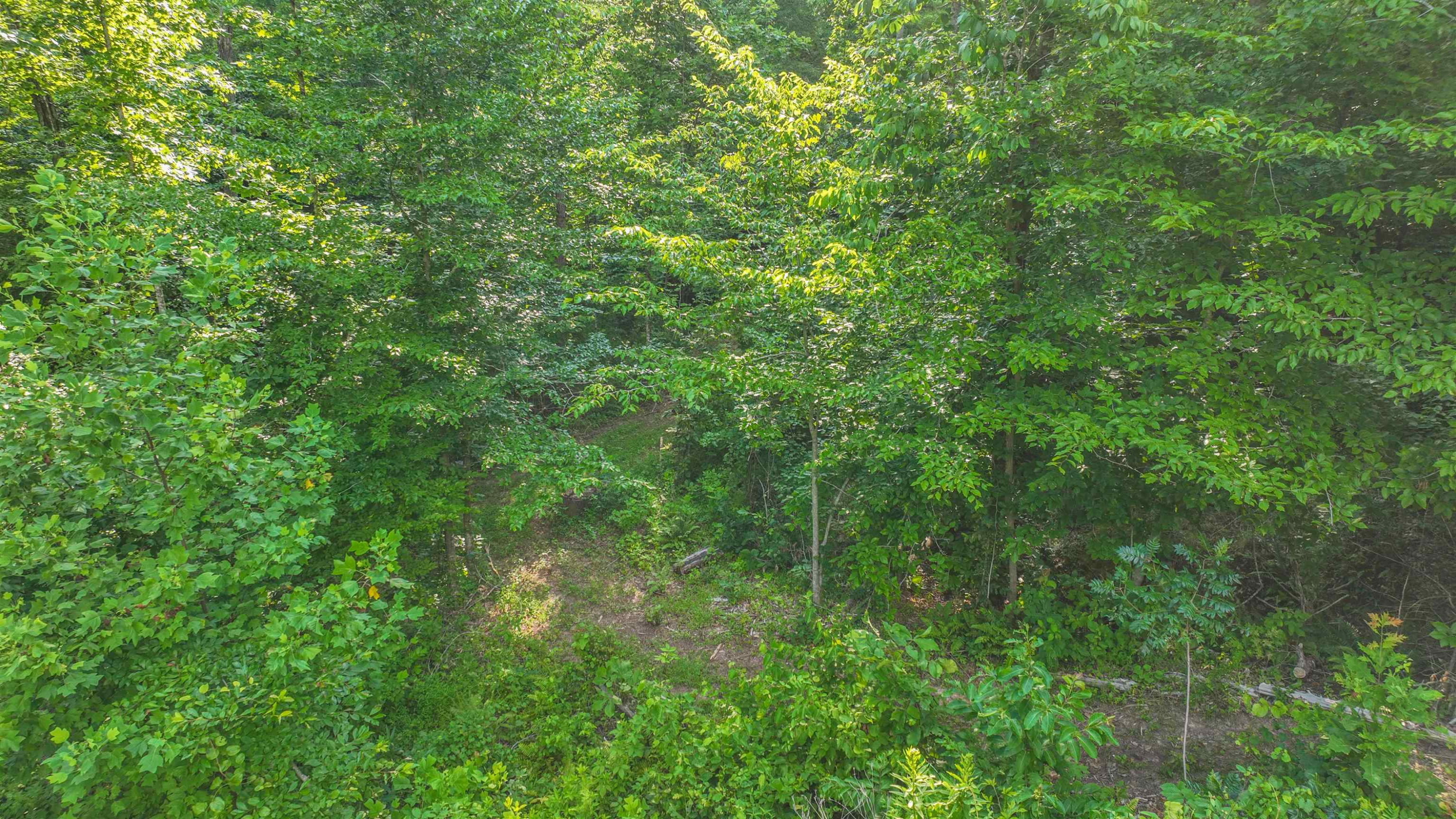 Parkburg Road Jackson, TN 38301 - Photo 14 of 16 a view of a lush green forest