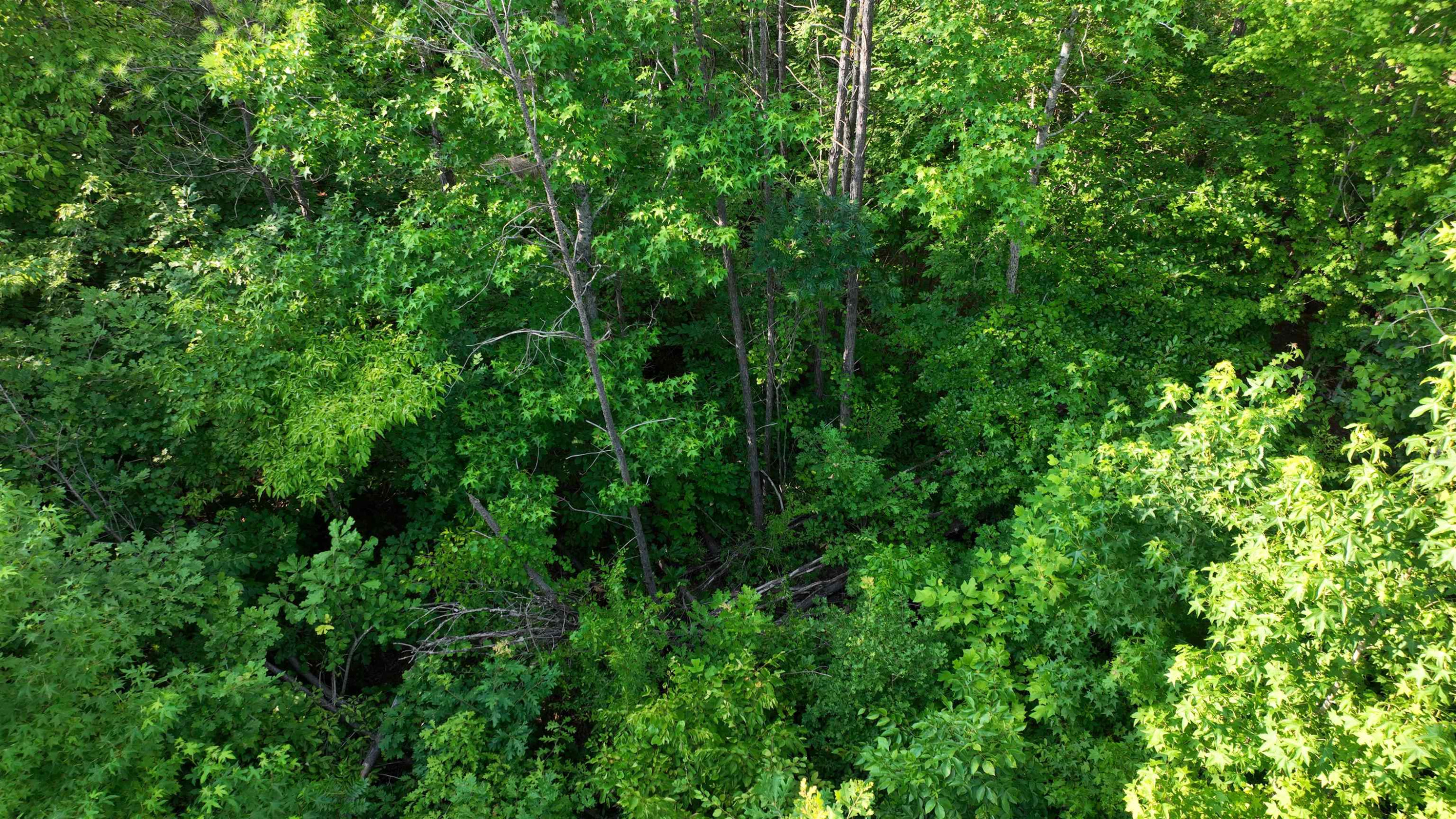 Parkburg Road Jackson, TN 38301 - Photo 15 of 16 a view of a lush green forest