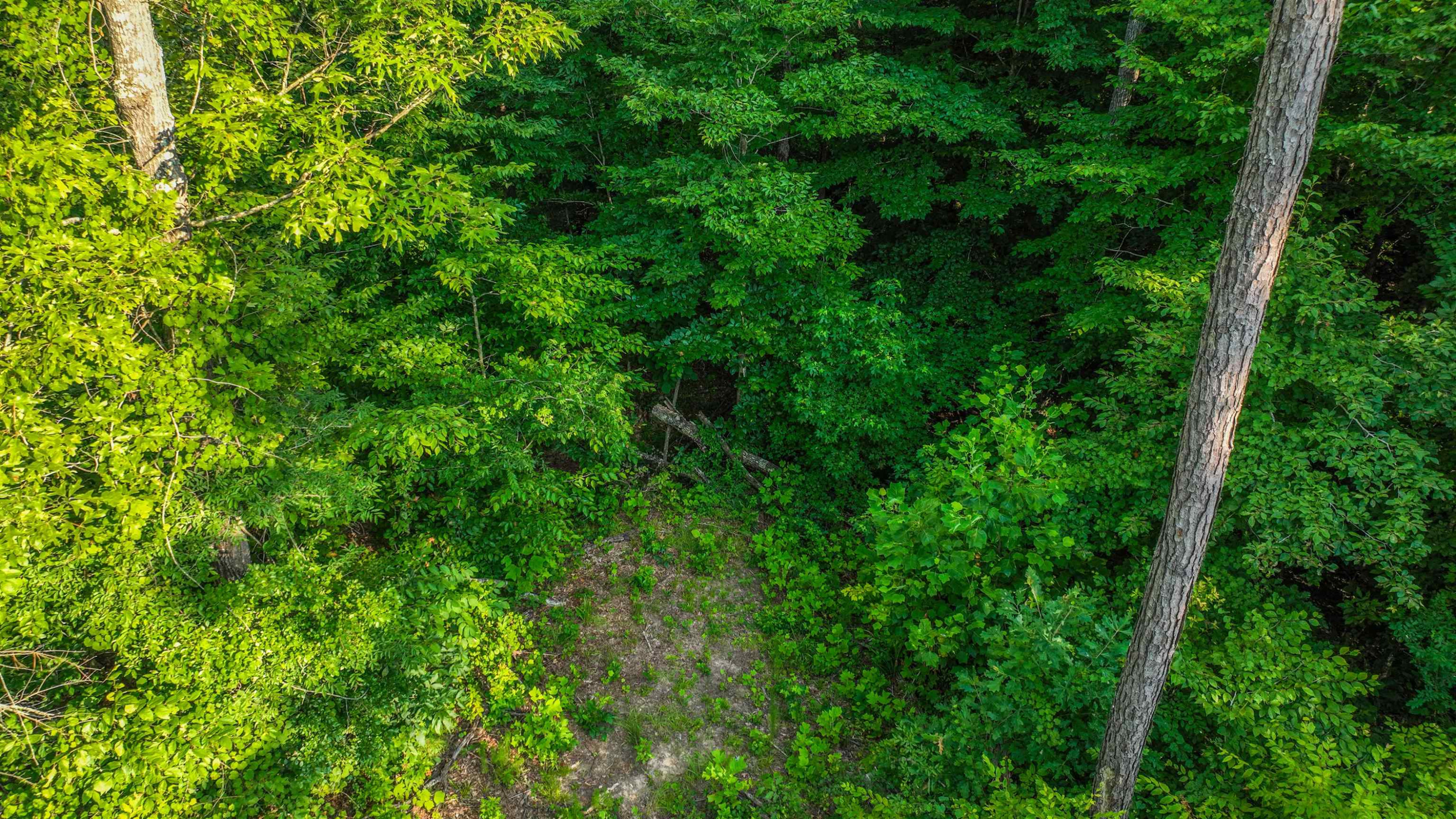 Parkburg Road Jackson, TN 38301 - Photo 16 of 16 a view of a lush green forest with lots of trees