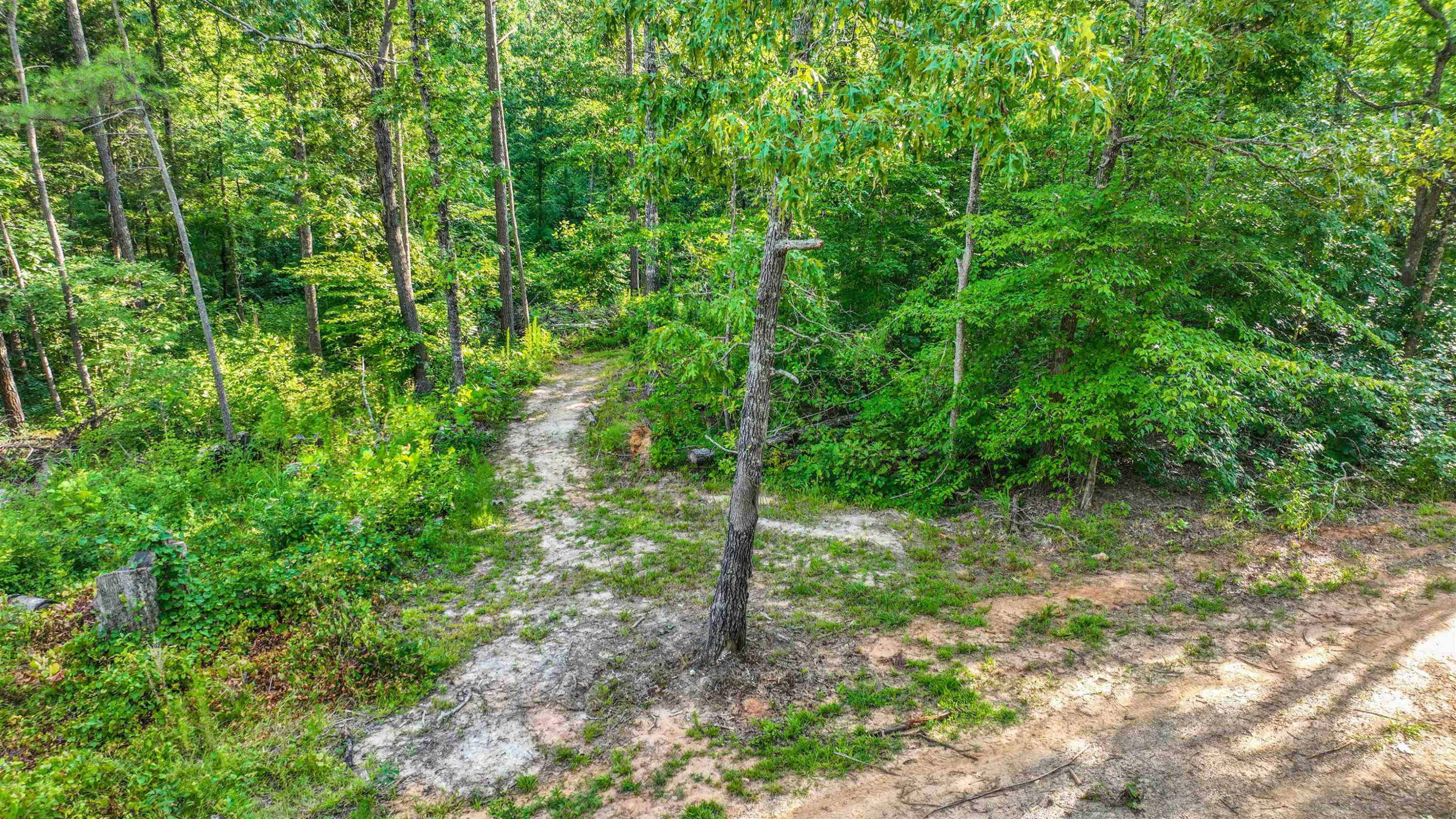 Parkburg Road Jackson, TN 38301 - Photo 7 of 16 a view of a lush green forest