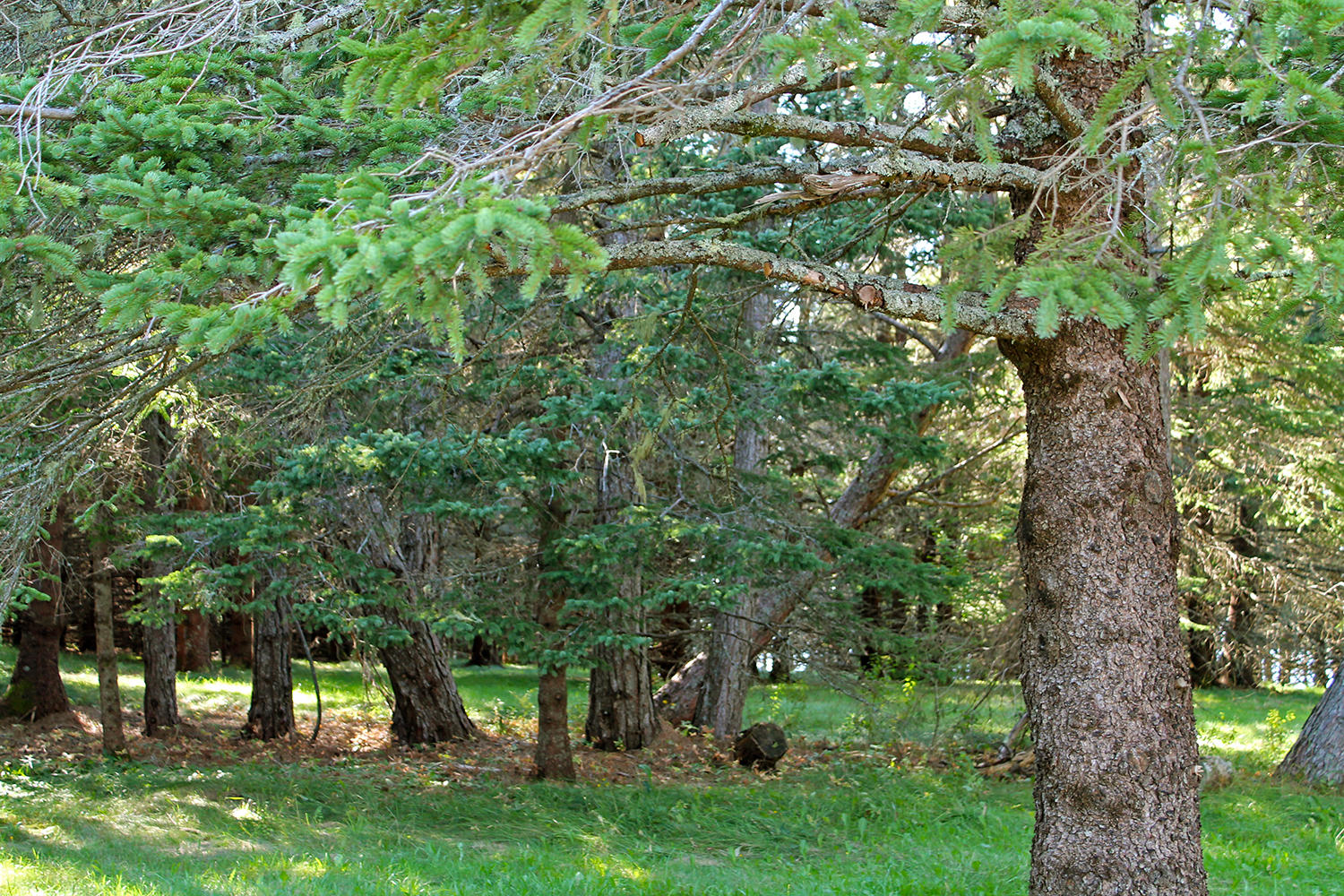 113 Lopaus Point Road Bernard, ME 04612 - Photo 11 of 23 IMG_4996