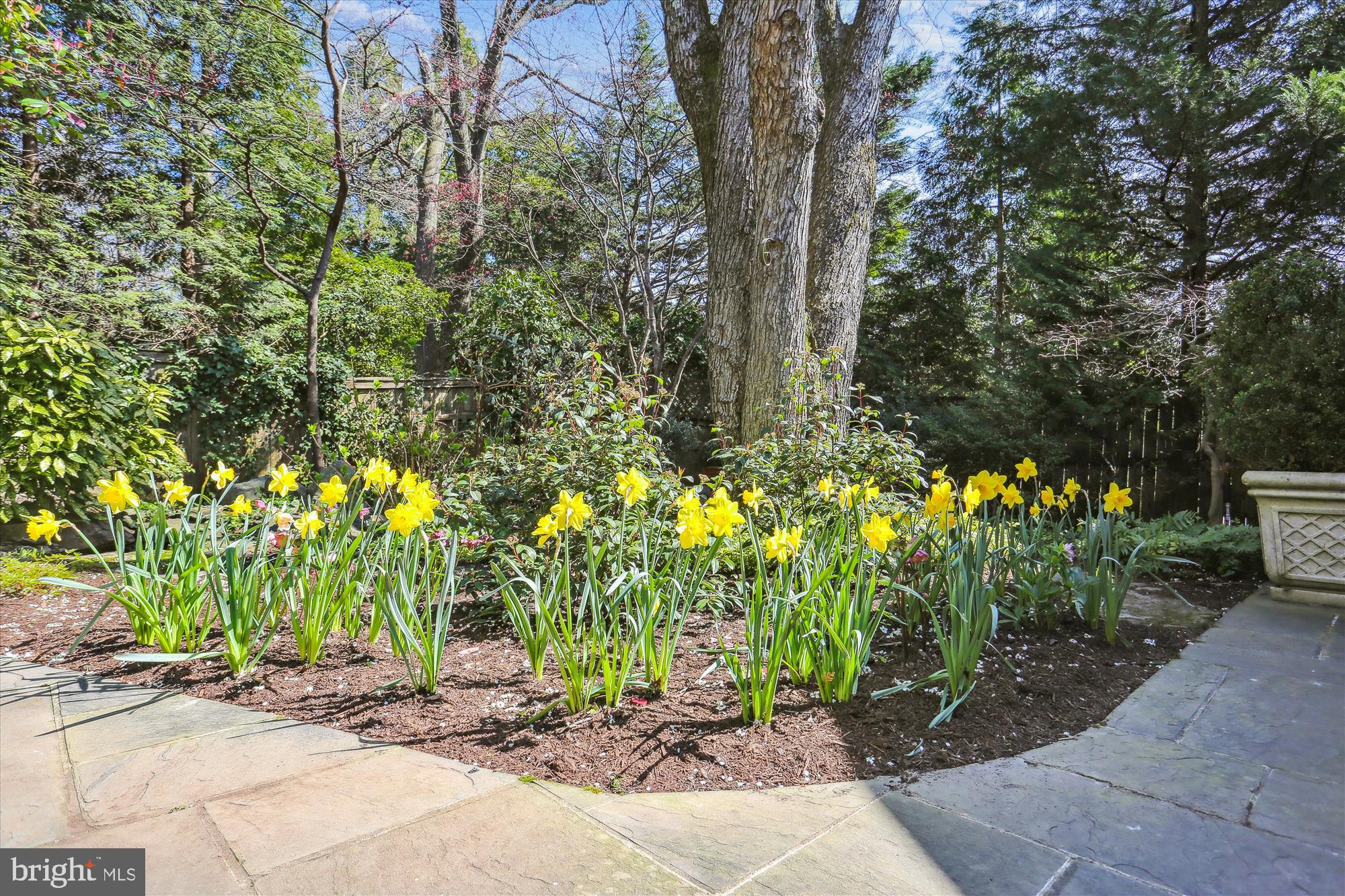 7511 Exeter Road Bethesda, MD 20814 - Photo 38 of 43 Lush landscaping