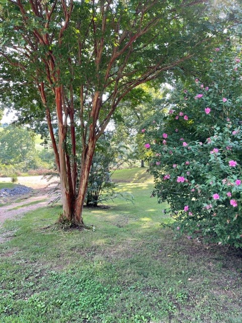 2050 Limekiln Road Tennessee Ridge, TN 37178 - Photo 3 of 37 a view of backyard with tree
