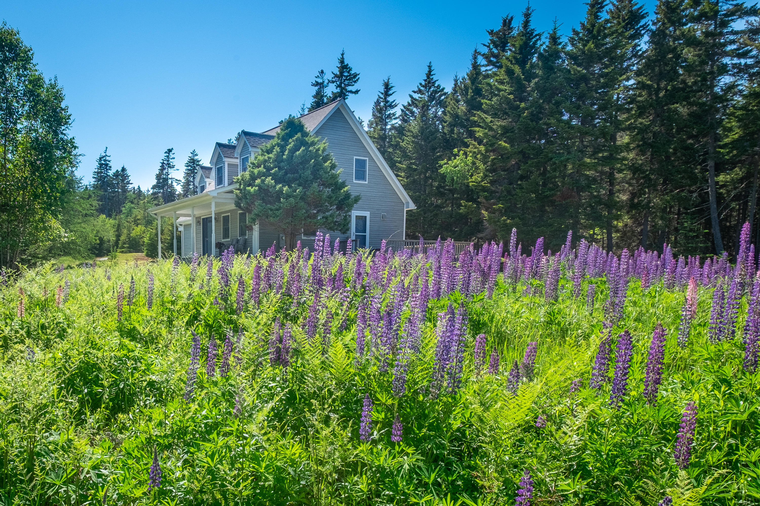 112 Indian Point Road Stonington, ME 04681 - Photo 2 of 60 115 Indian Point-8765