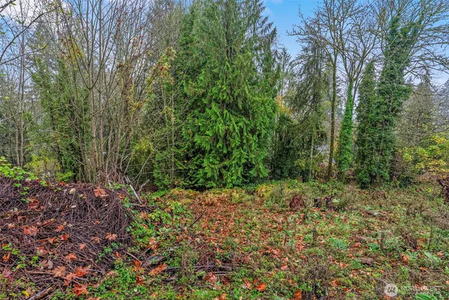 a view of a yard with a tree