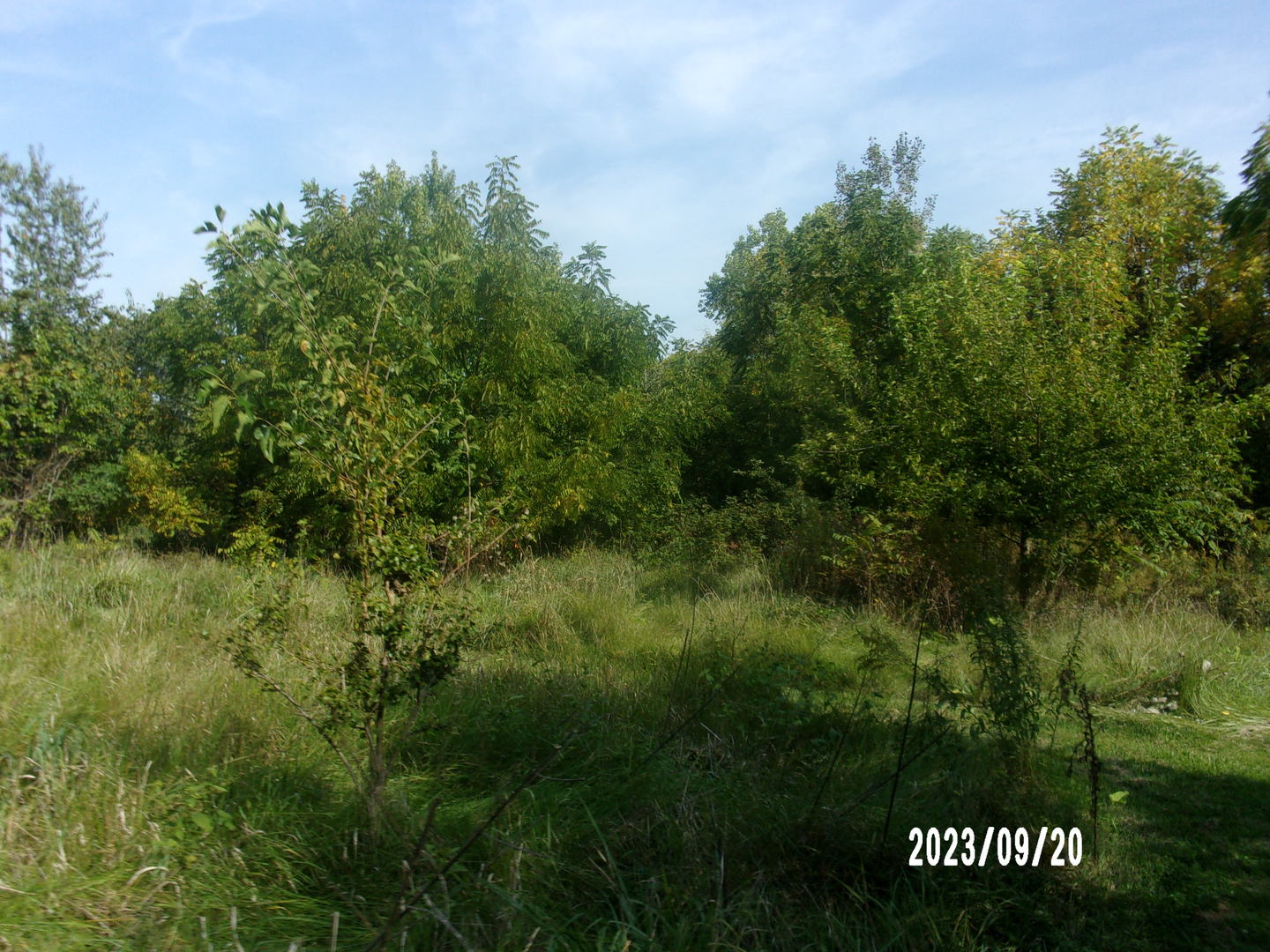 2788 East Twp 121 Road Sheldon, IL 60966 - Photo 9 of 12 a view of a yard