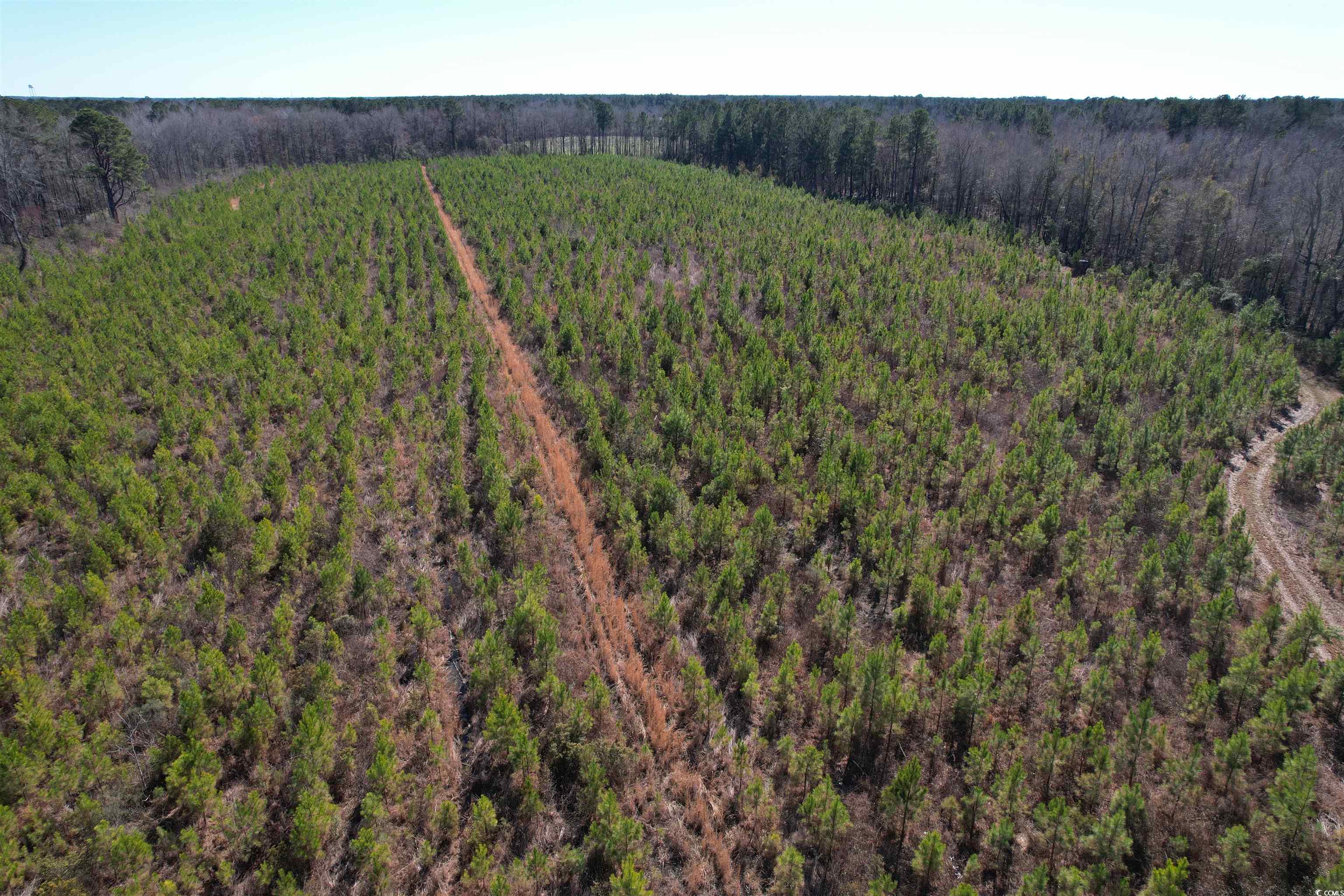 Tbd Holliman Road Greeleyville, SC 29056 - Photo 1 of 9 Gallery Image 1