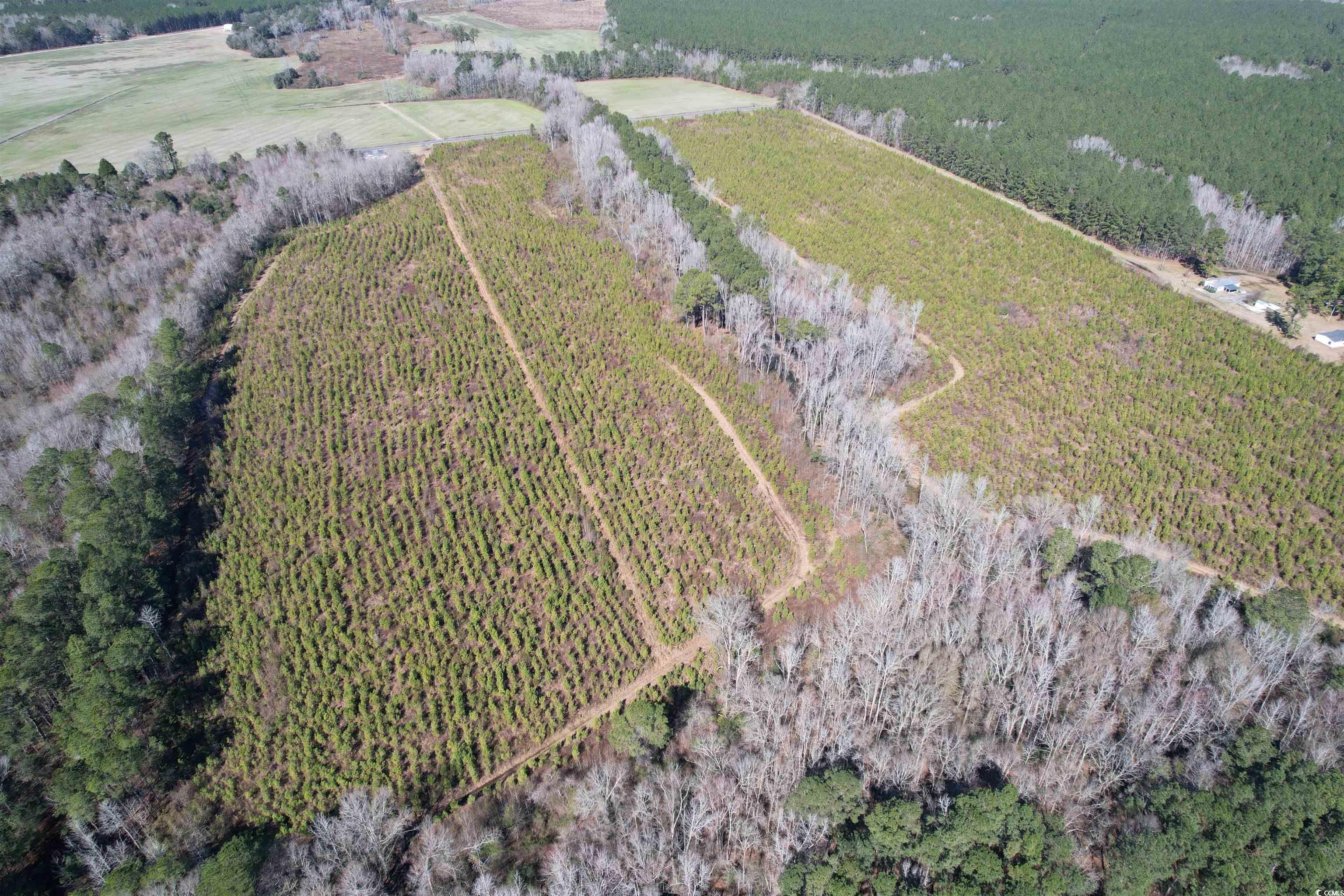 Tbd Holliman Road Greeleyville, SC 29056 - Photo 2 of 9 Gallery Image 2