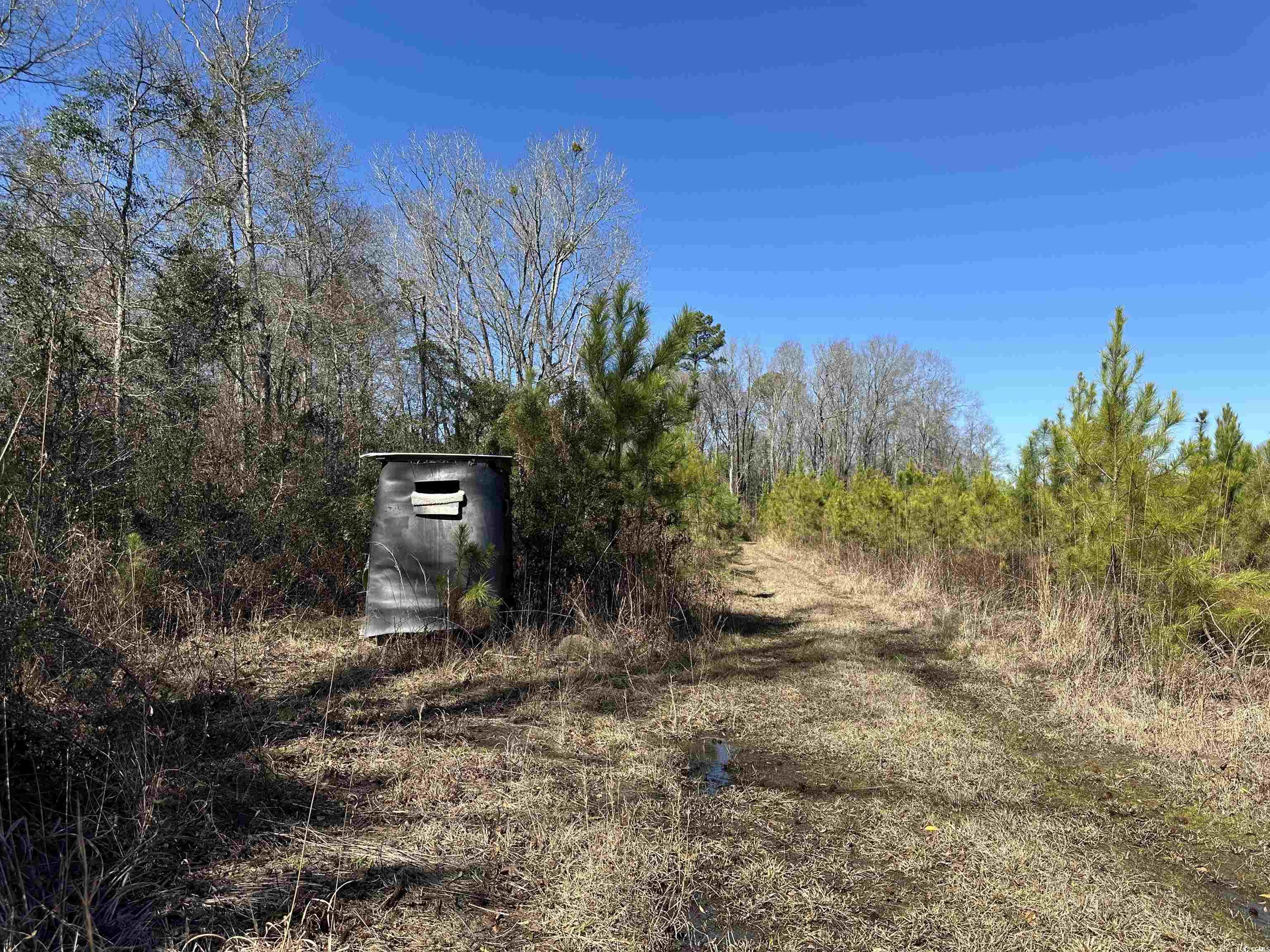 Tbd Holliman Road Greeleyville, SC 29056 - Photo 5 of 9 Gallery Image 5