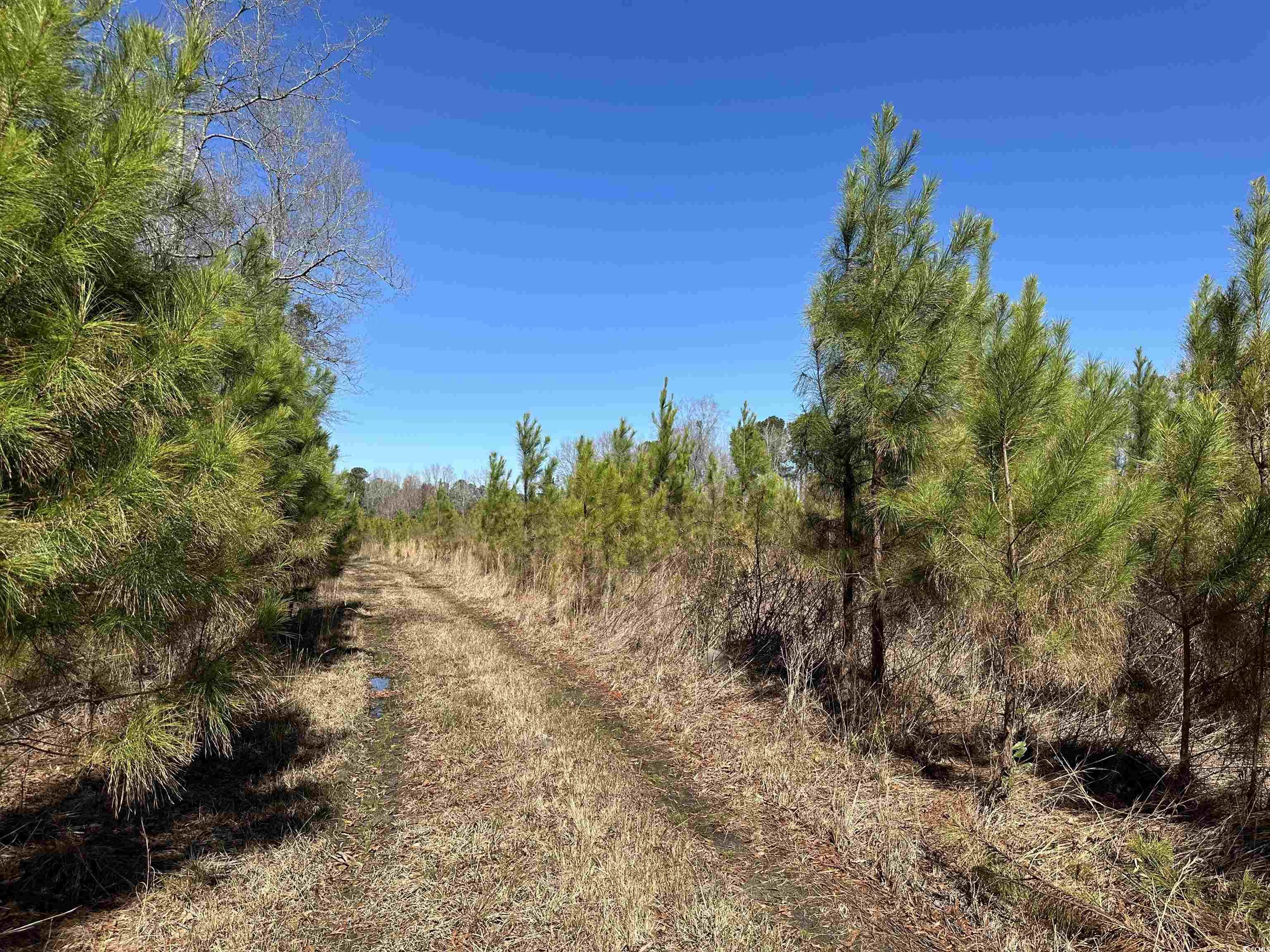 Tbd Holliman Road Greeleyville, SC 29056 - Photo 6 of 9 Gallery Image 6