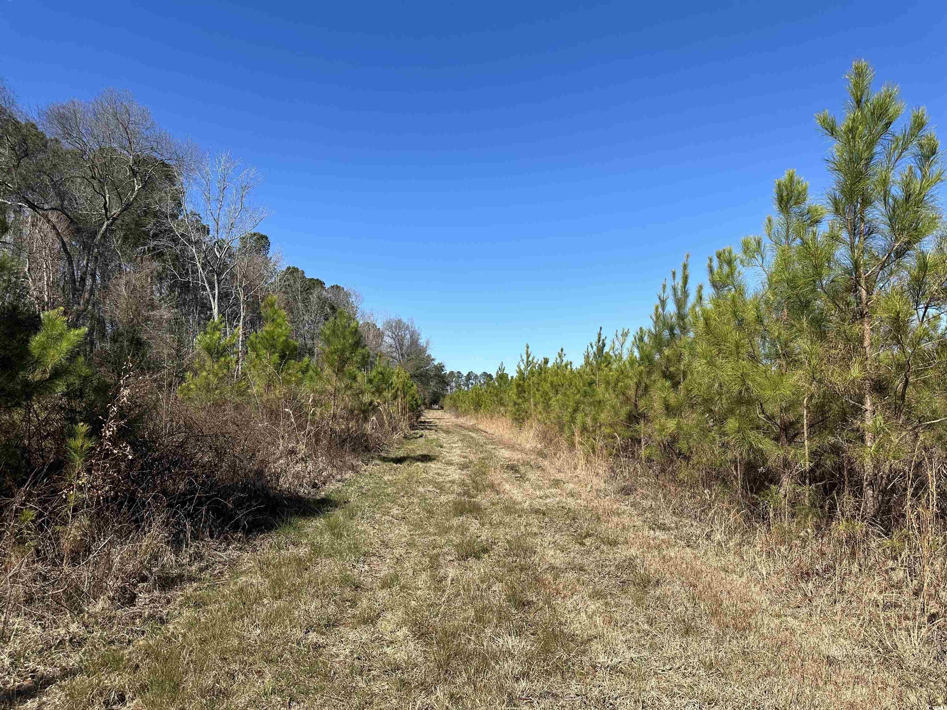 Tbd Holliman Road Greeleyville, SC 29056 - Photo 7 of 9 Gallery Image 7