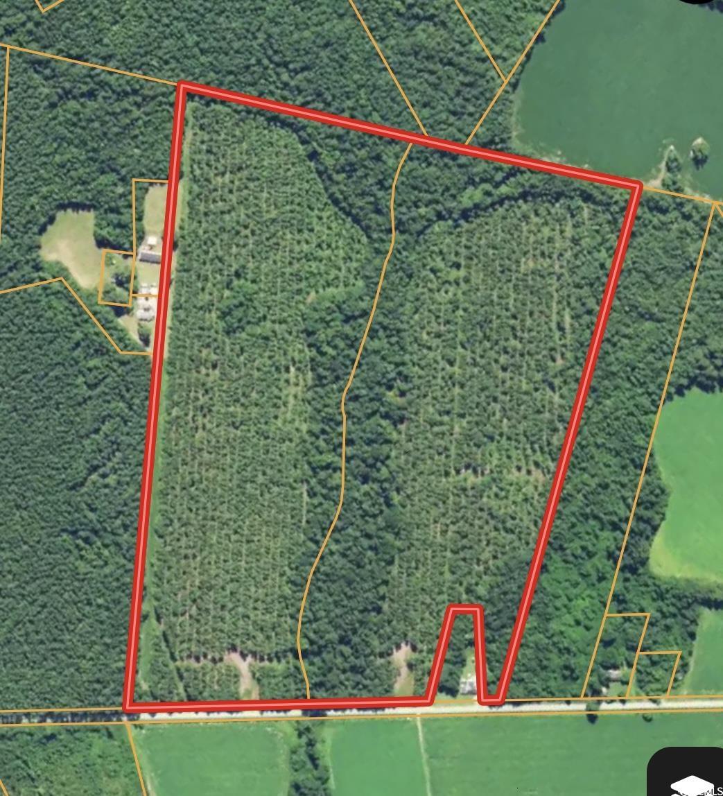 Tbd Holliman Road Greeleyville, SC 29056 - Photo 9 of 9 Gallery Image 9