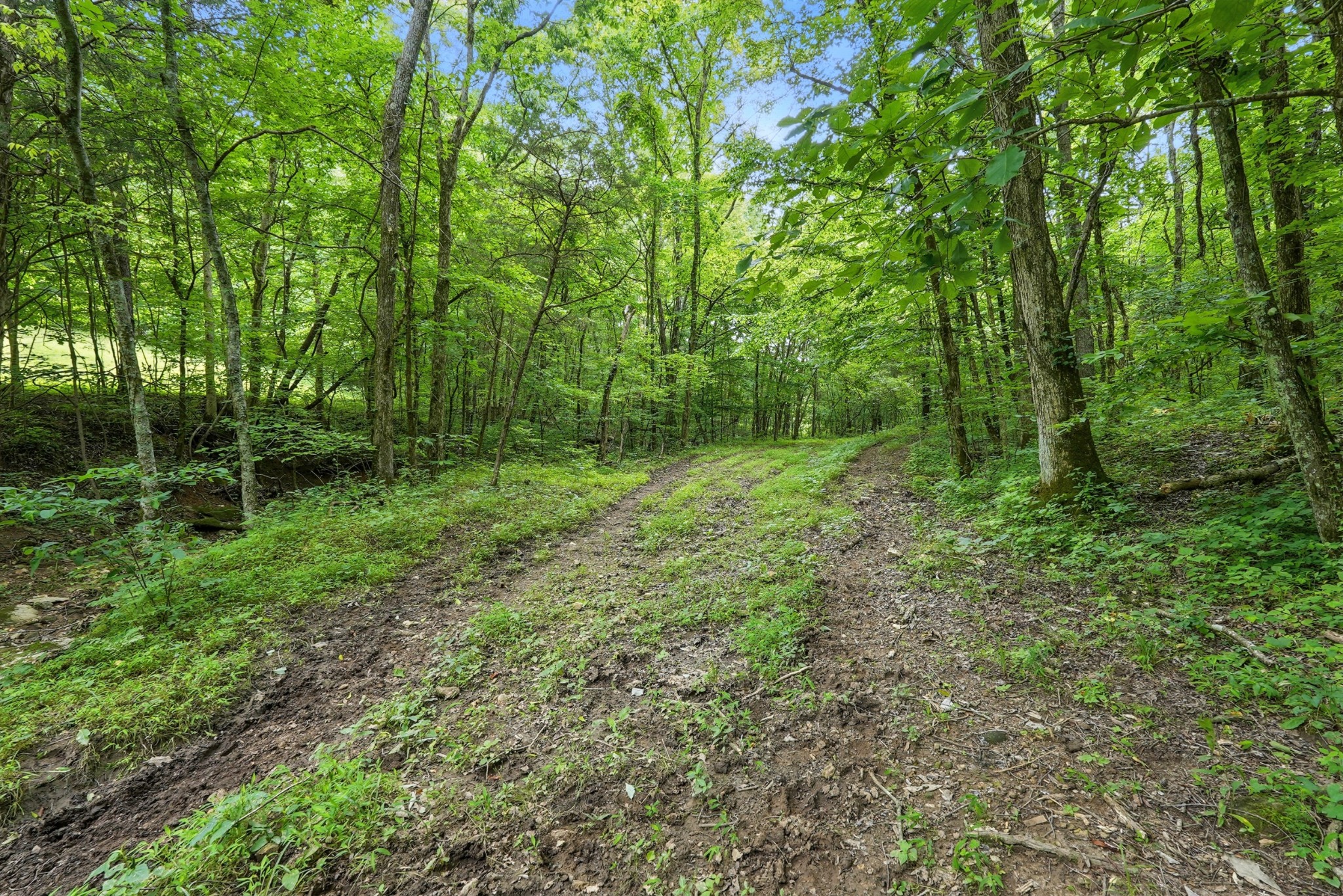 124 Blue Smith Road Petersburg, TN 37144 - Photo 14 of 49 a view of outdoor space with green field and trees