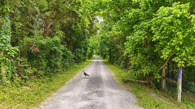 a view of a lush green field with lots of bushes
