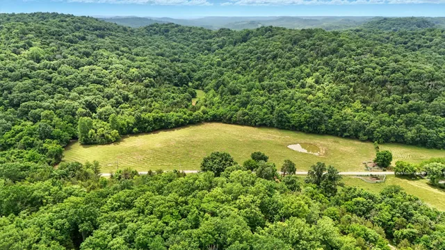 a view of a lush green forest with trees and grass