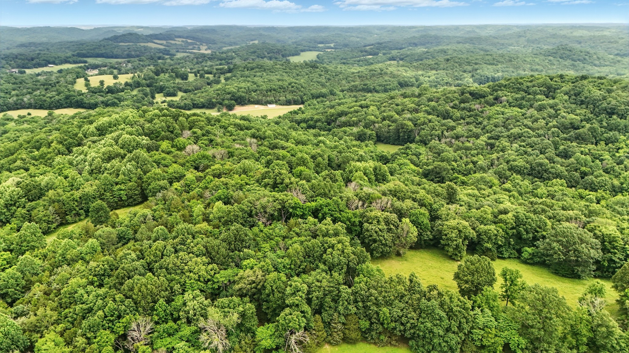 124 Blue Smith Road Petersburg, TN 37144 - Photo 25 of 49 a view of a lush green forest with trees and grass