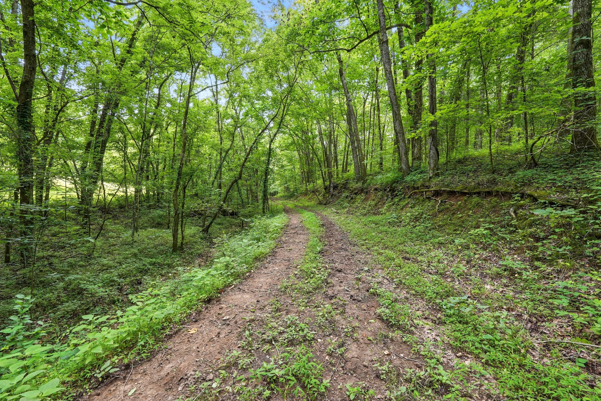 124 Blue Smith Road Petersburg, TN 37144 - Photo 39 of 49 a big yard with lots of green space and deers