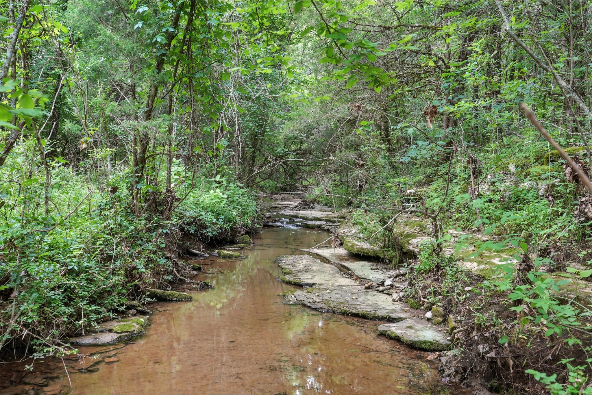 124 Blue Smith Road Petersburg, TN 37144 - Photo 8 of 49 a view of a forest with trees