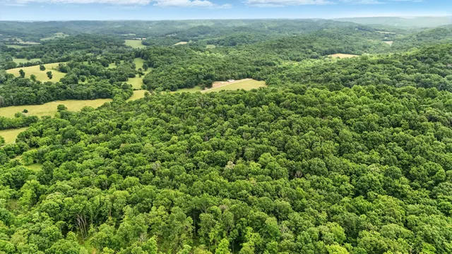 a view of a lush green forest with trees and houses in the back