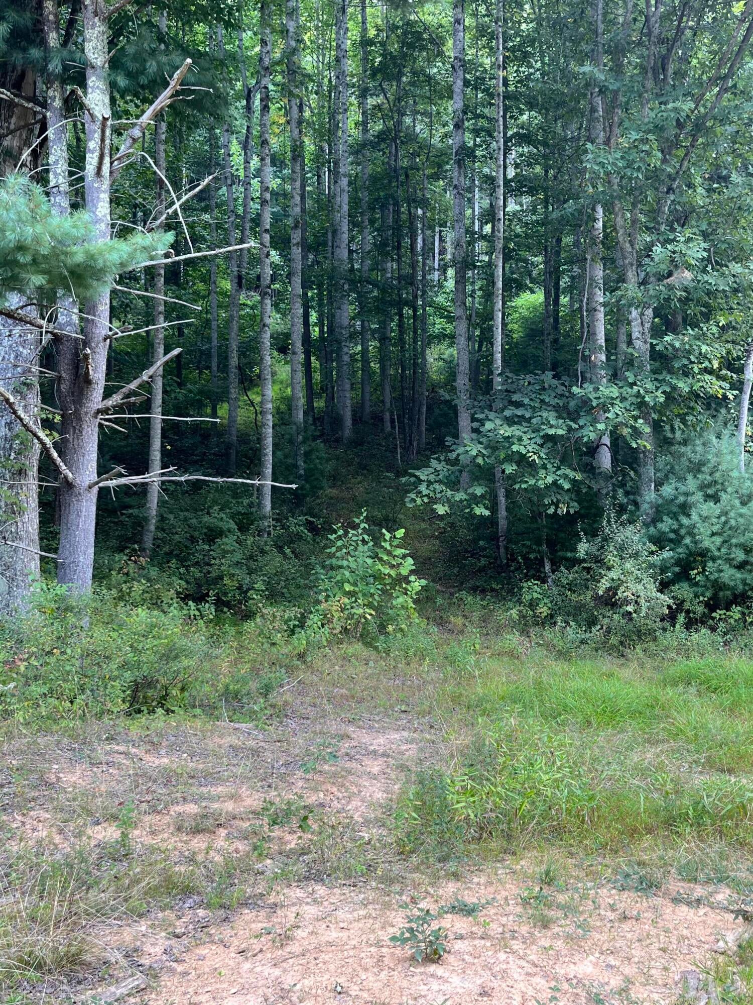 Lot 3 Ellison Ridge Road Jumping Branch, WV 25969 - Photo 6 of 6 Gallery Image 6