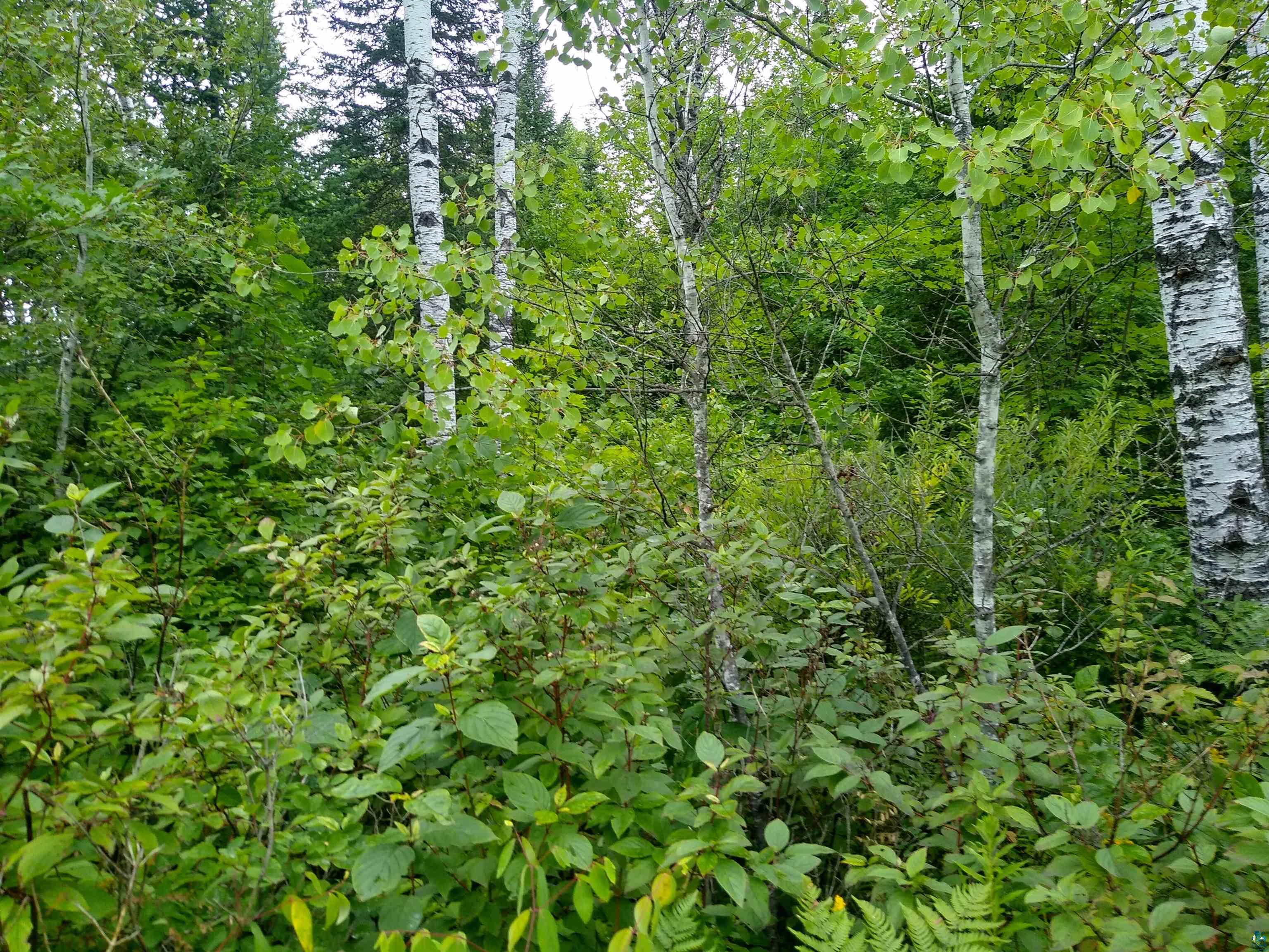 86240 Happy Hollow Road Bayfield, WI 54814 - Photo 13 of 15