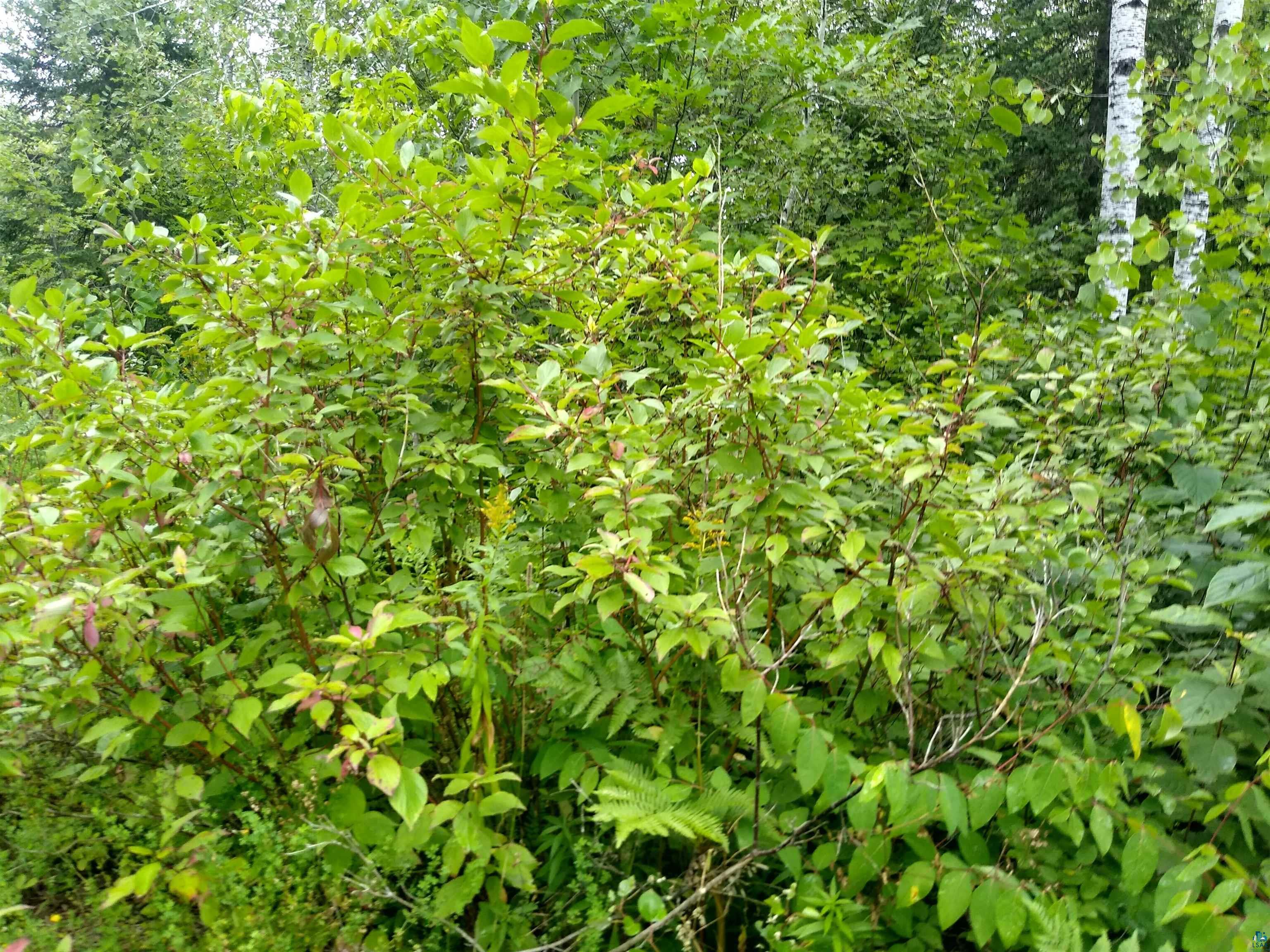 86240 Happy Hollow Road Bayfield, WI 54814 - Photo 14 of 15