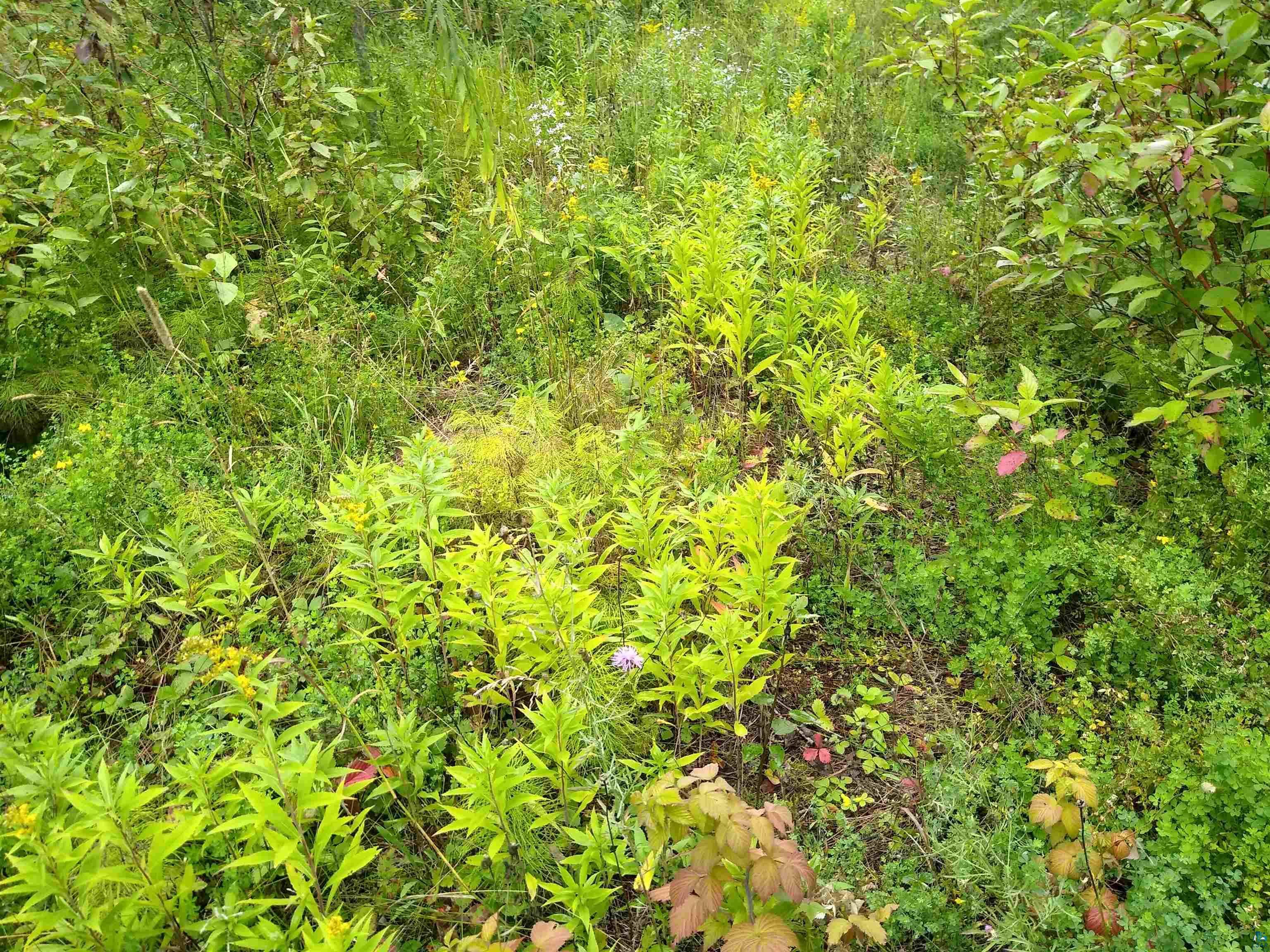 86240 Happy Hollow Road Bayfield, WI 54814 - Photo 15 of 15