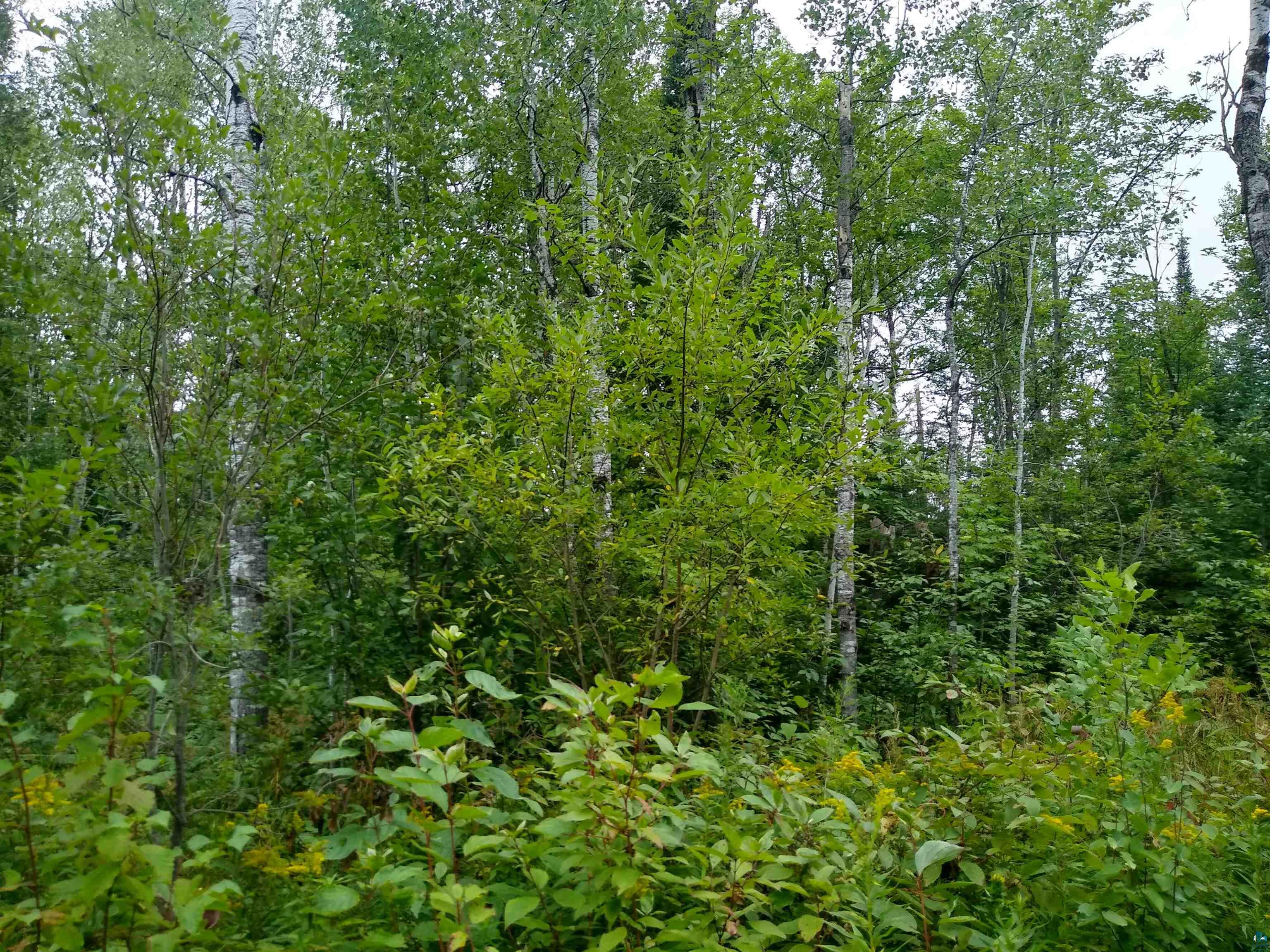 86240 Happy Hollow Road Bayfield, WI 54814 - Photo 4 of 15