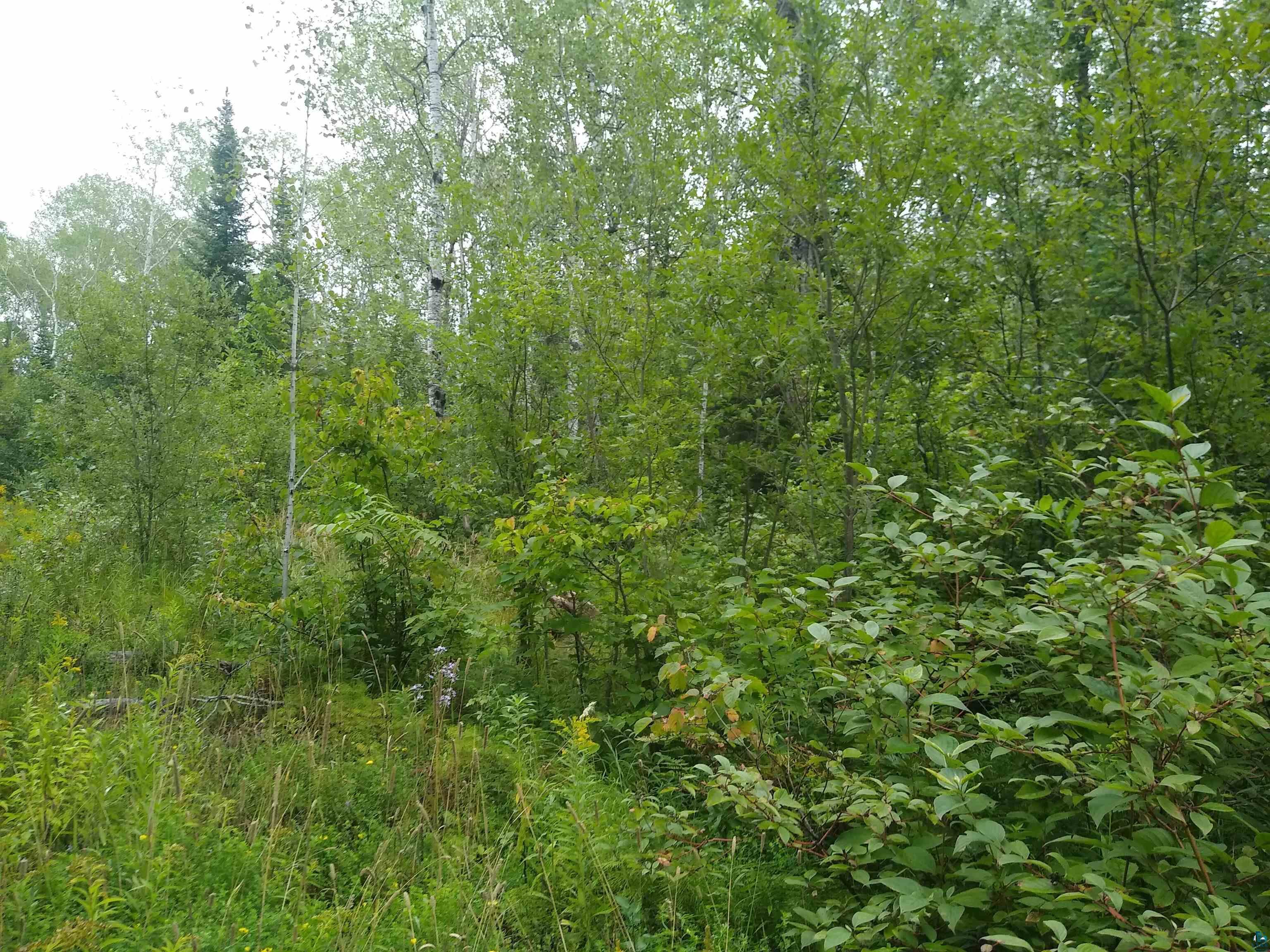 86240 Happy Hollow Road Bayfield, WI 54814 - Photo 10 of 15